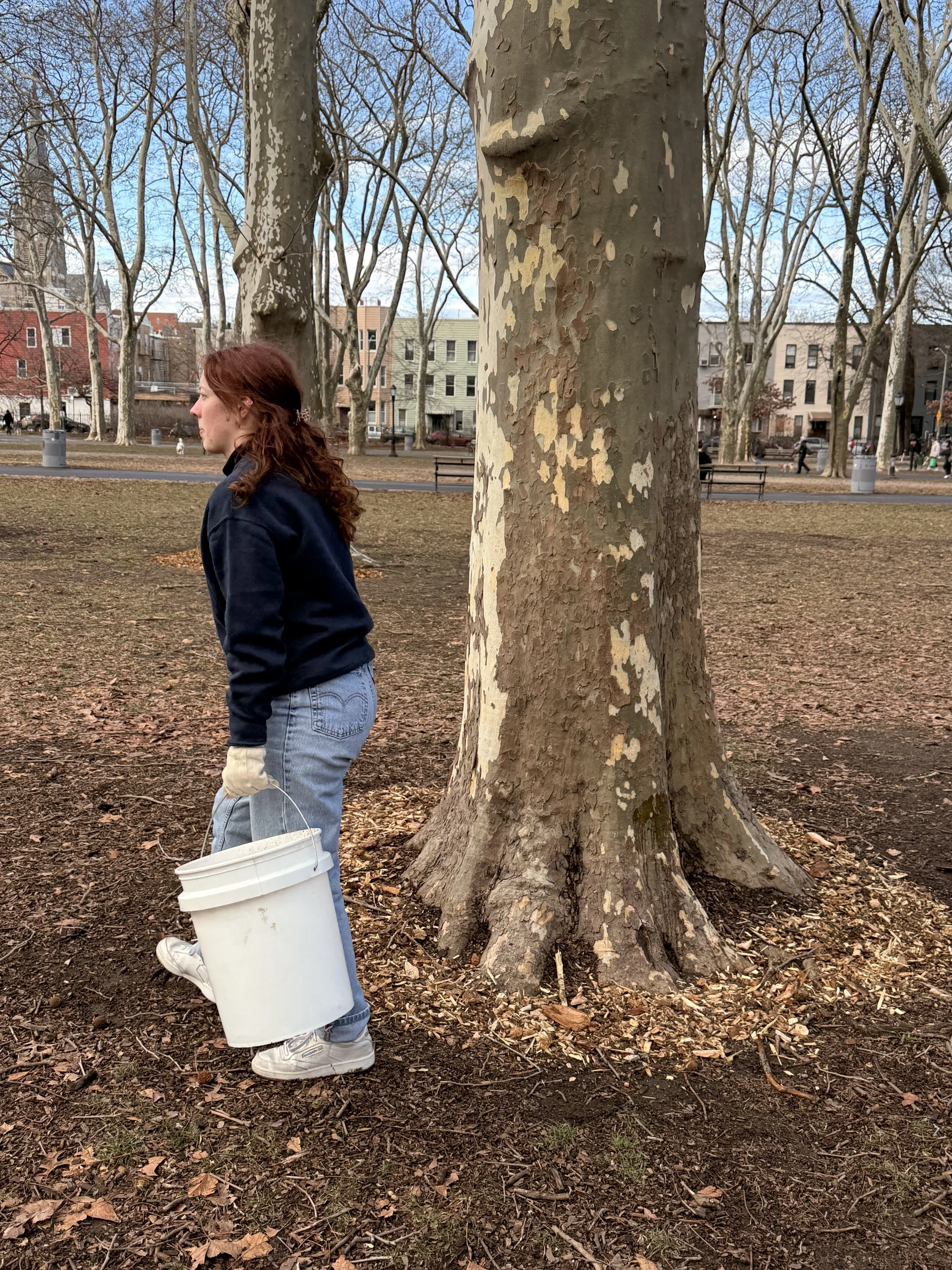 Greenpoint Street Tree Care with Super Stewards