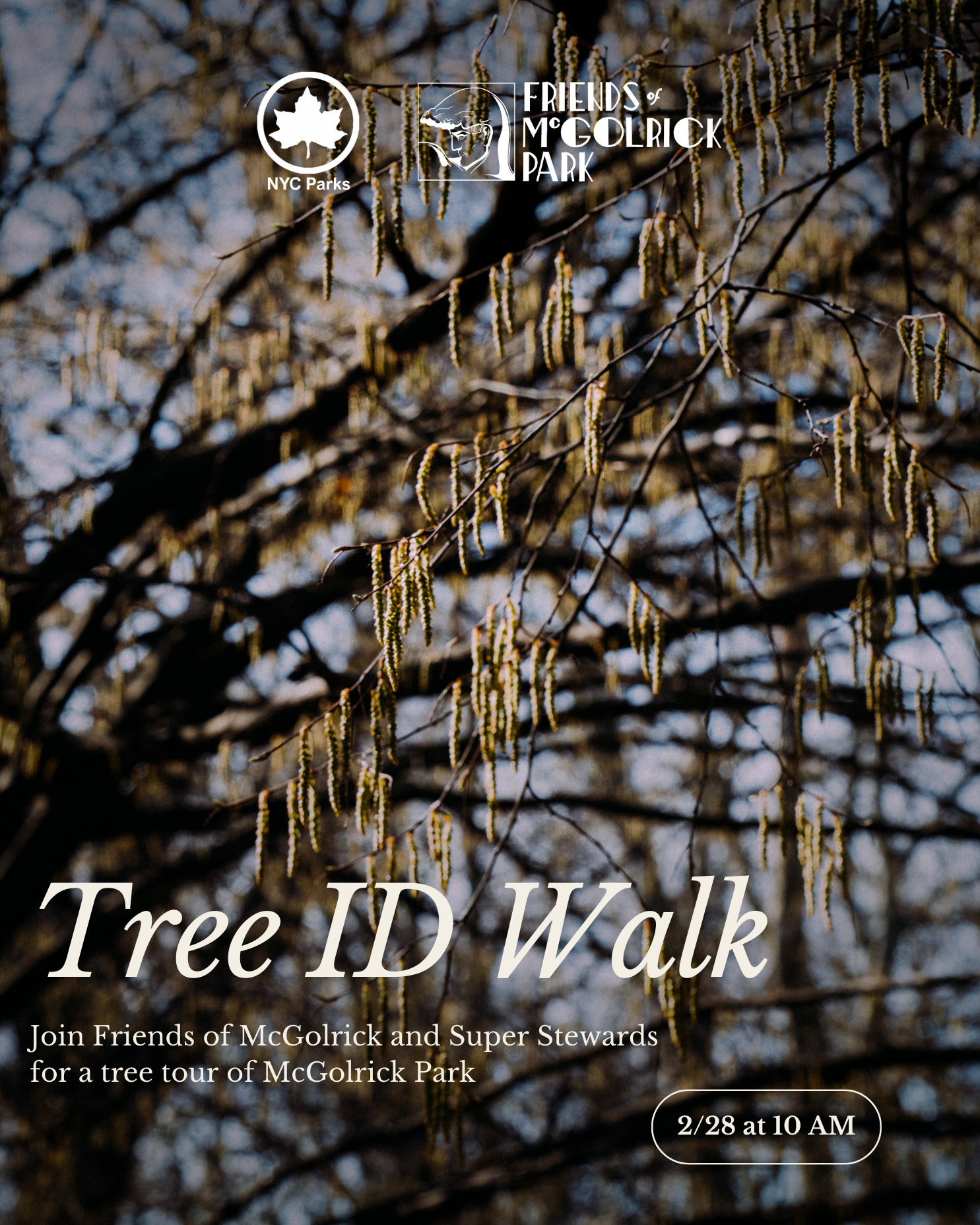 McGolrick Tree ID Walk with Super Stewards