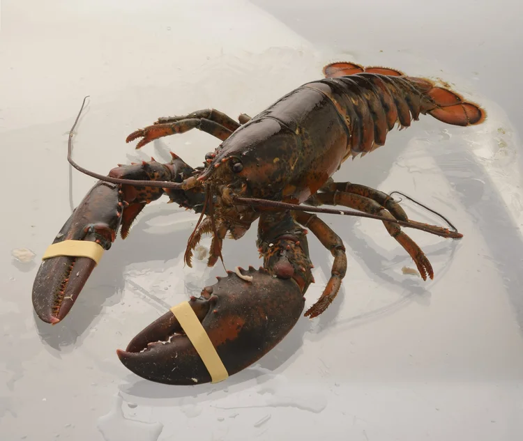 Bogavante en bruto, captura sin editar