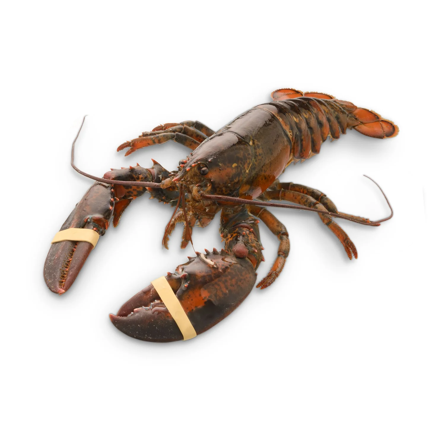 Bogavante sobre fondo blanco, fotografía de producto para ecommerce de producto del mar