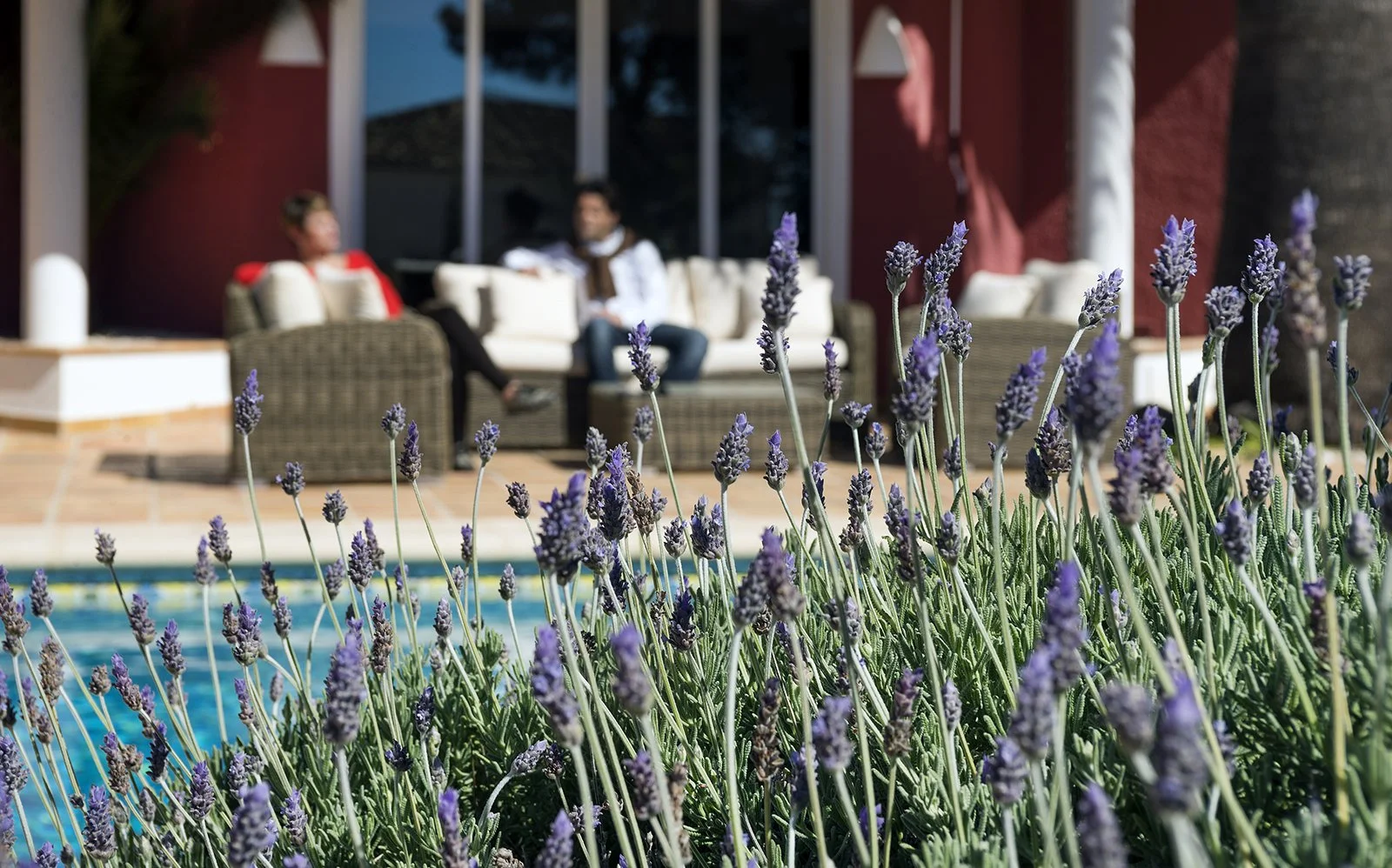 Lavanda en primer plano: textura, brisa y atmósfera mediterránea.