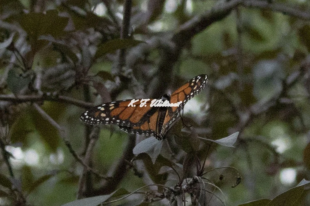 IMG_0545-watermarked.jpg