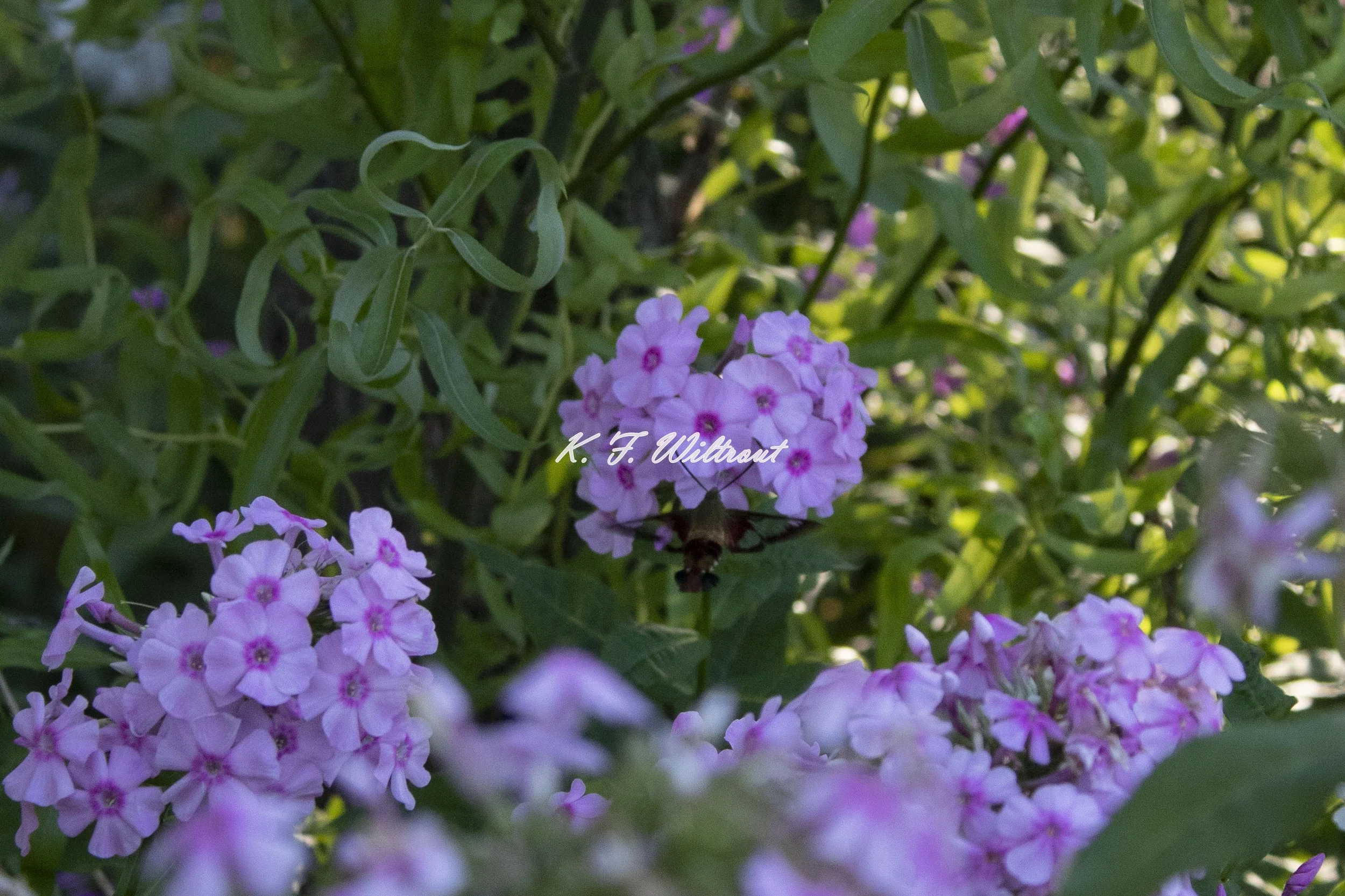 IMG_0563-watermarked.jpg