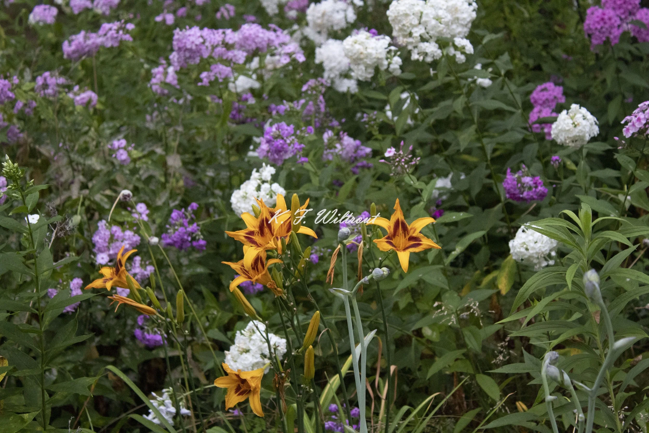 IMG_0536-watermarked.jpg