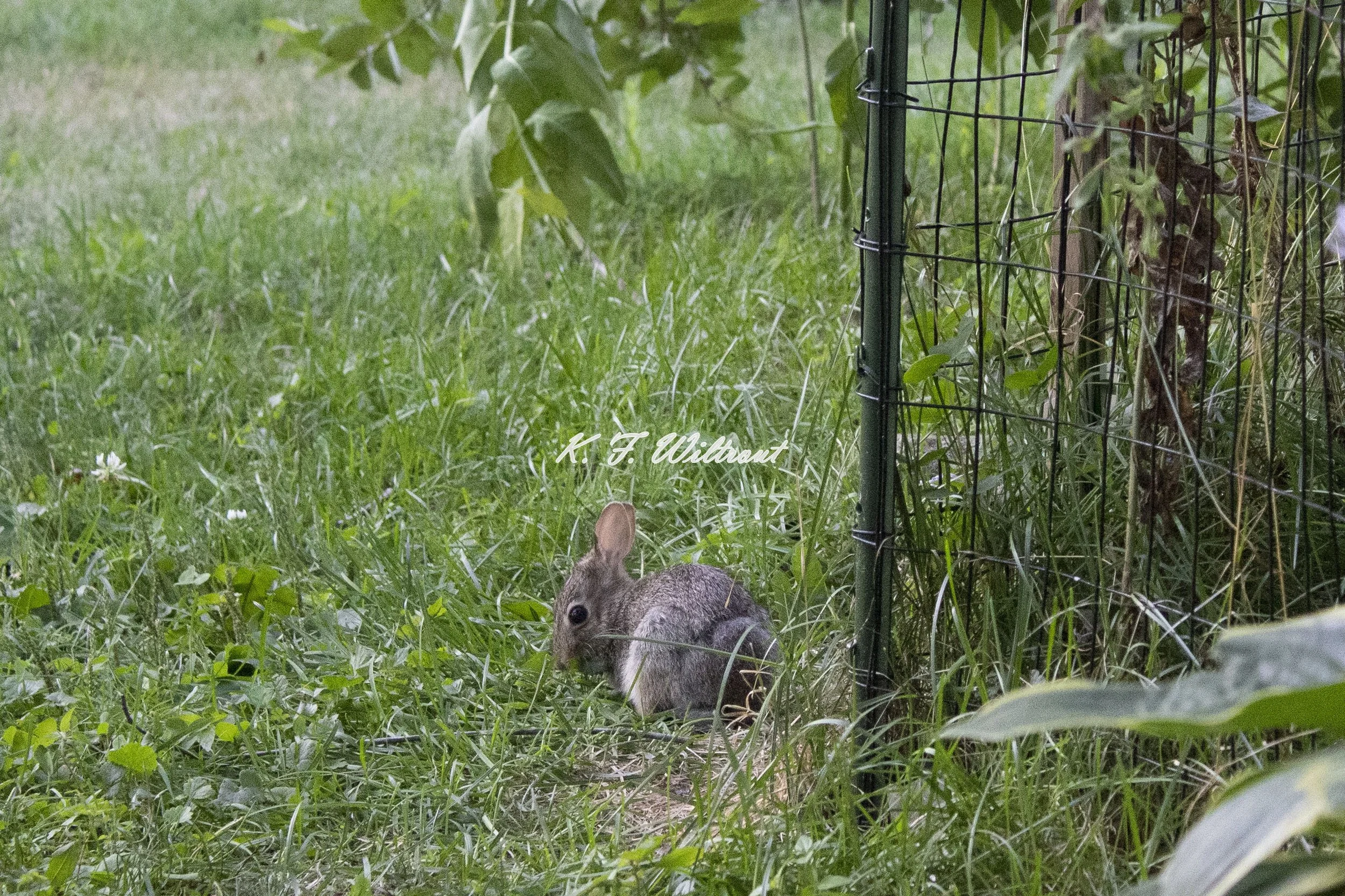 IMG_0751-watermarked.jpg