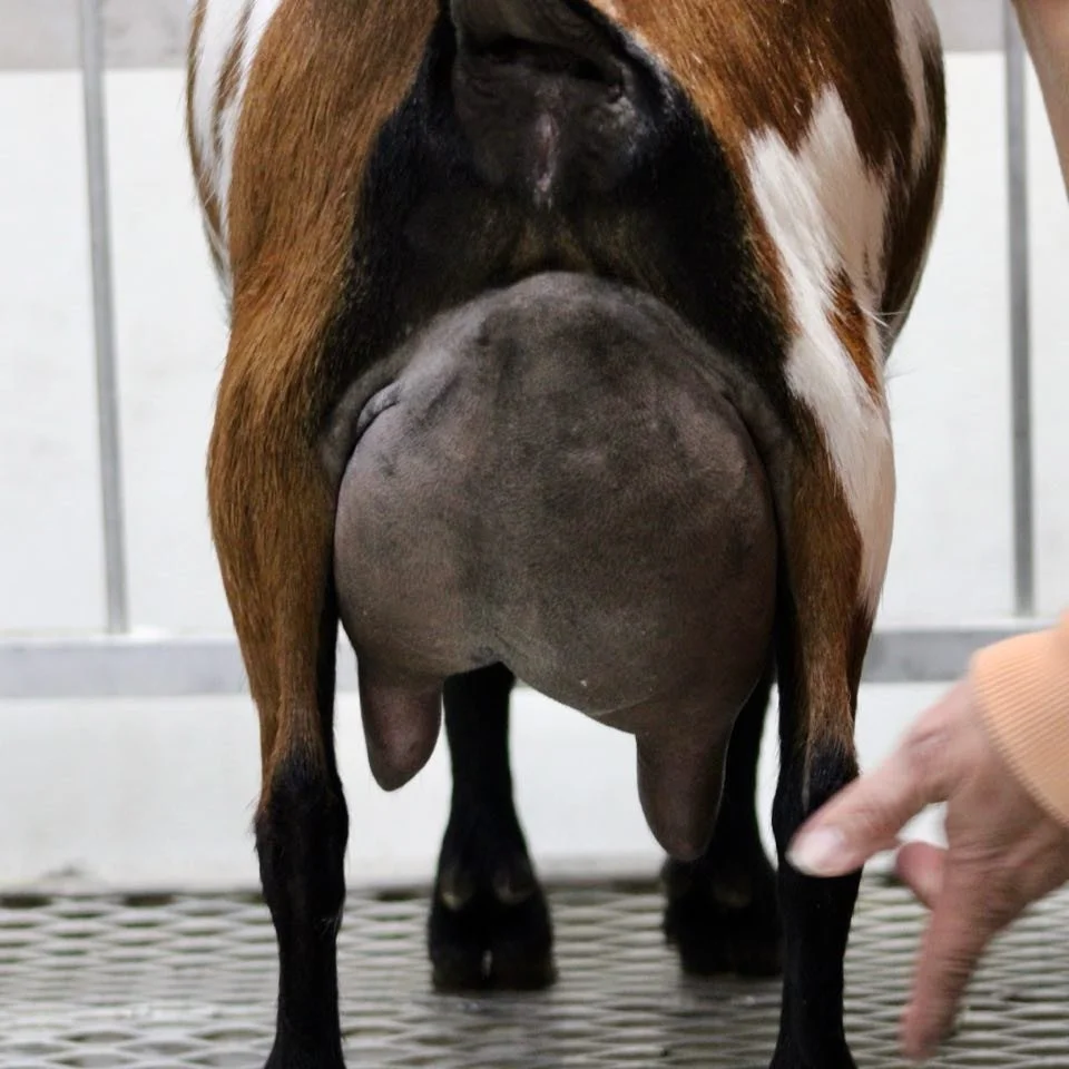 Baby Ruth FF photo credit Winning Streak