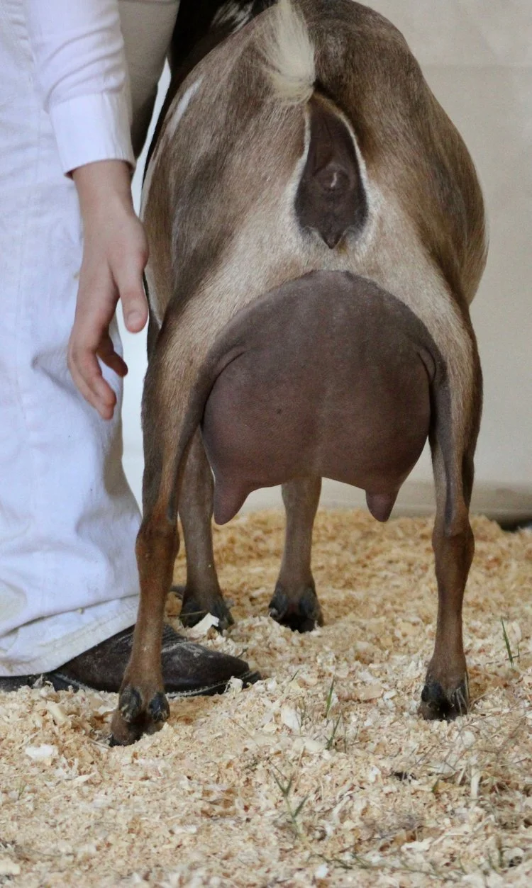 Littermate sister GCH Winning Streak EB Perfection 6*M EEVE 91 Photo credit to Winning Streak