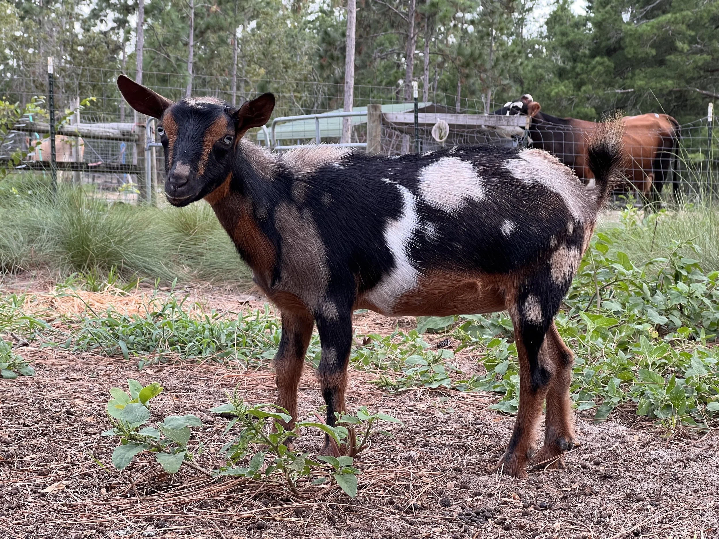 Sylphrena Jr photo credit Bridge Acres