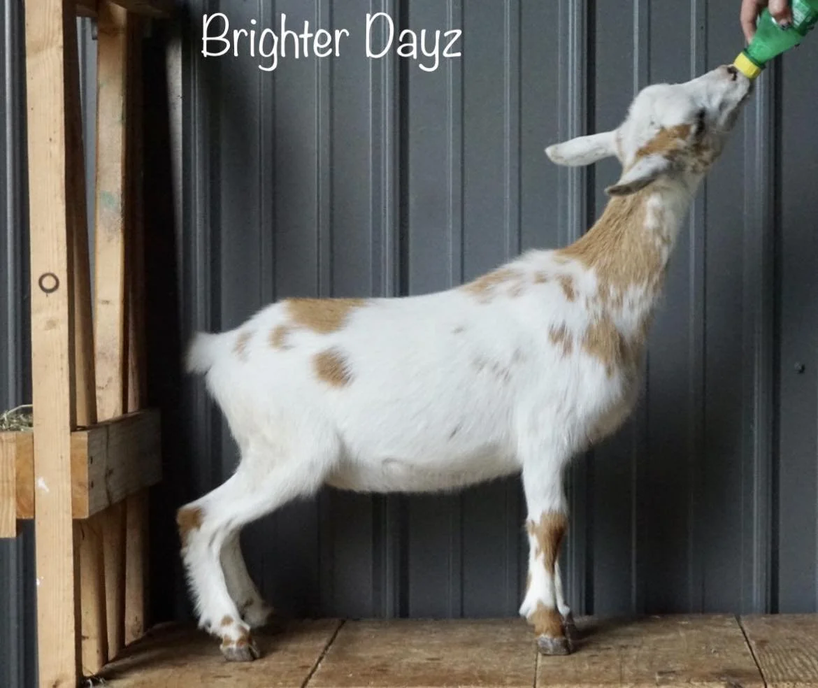 Daisy Jr photo credit to Lil Mtn