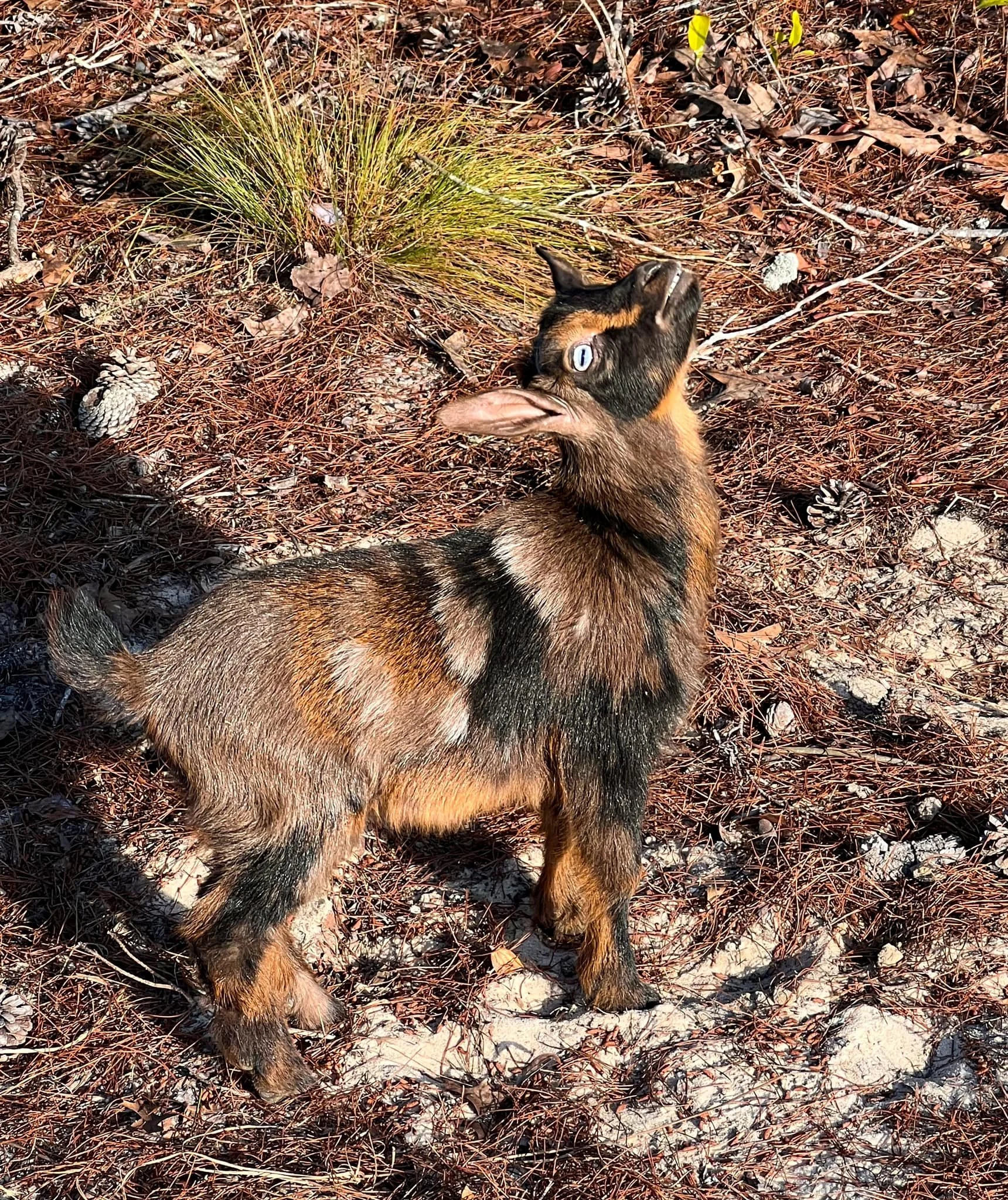 Sylphrena kid photo credit to Bridge Acres