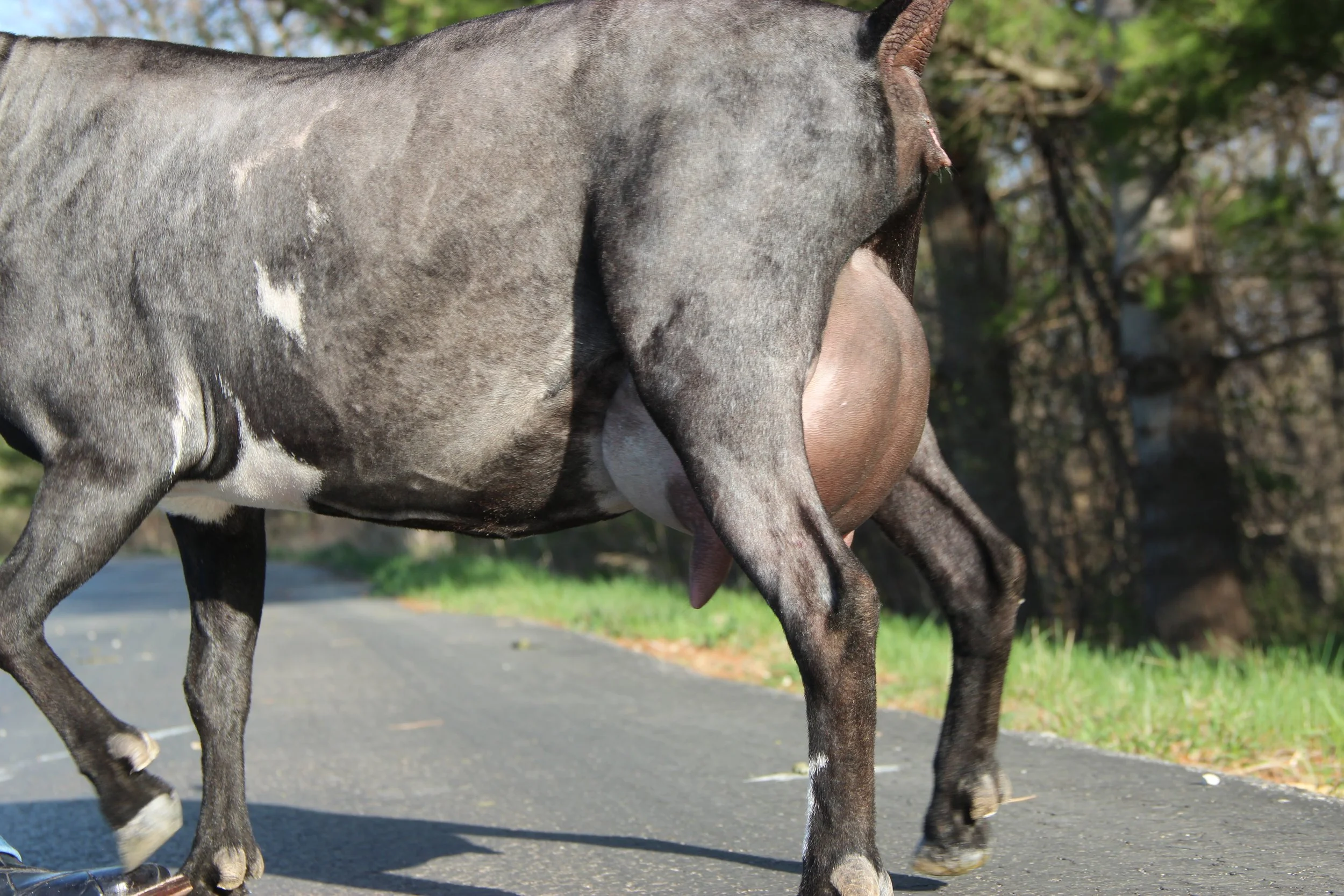 FF 12 days fresh show fill