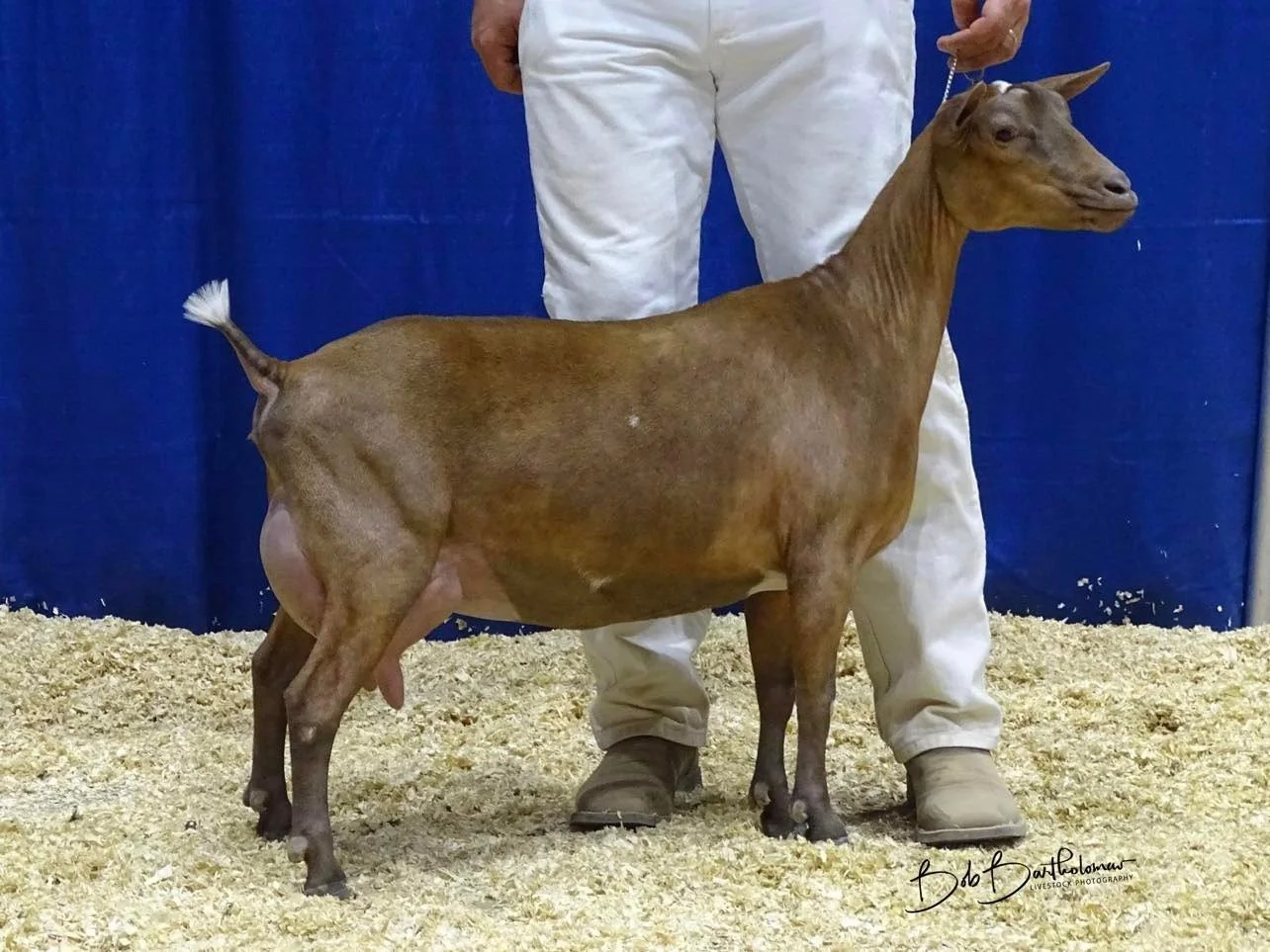 Maternal Aunt Agape's Prize Priscilla Presle EEEE 92