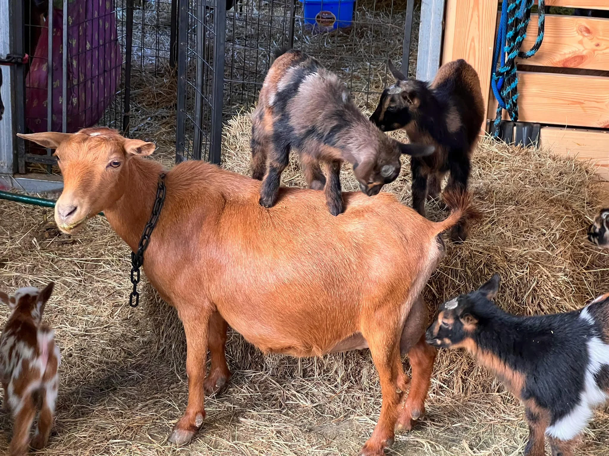 Sylphrena Jr photo credit Bridge Acres