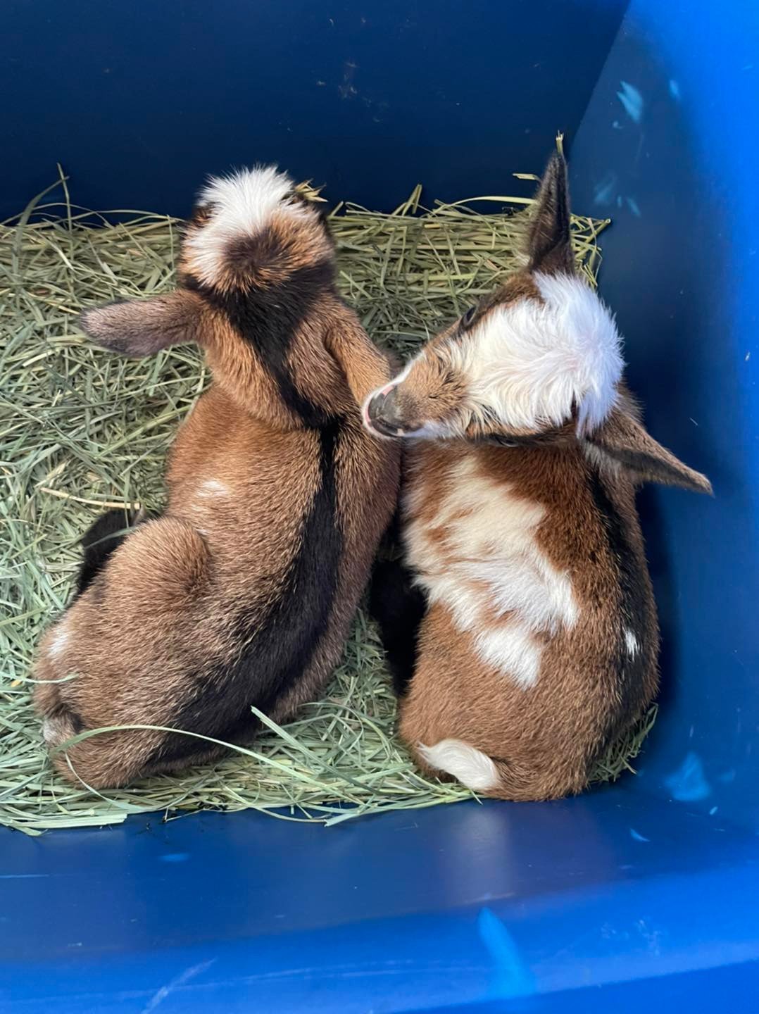 Baby Ruth right after birth photo credit to Winning Streak