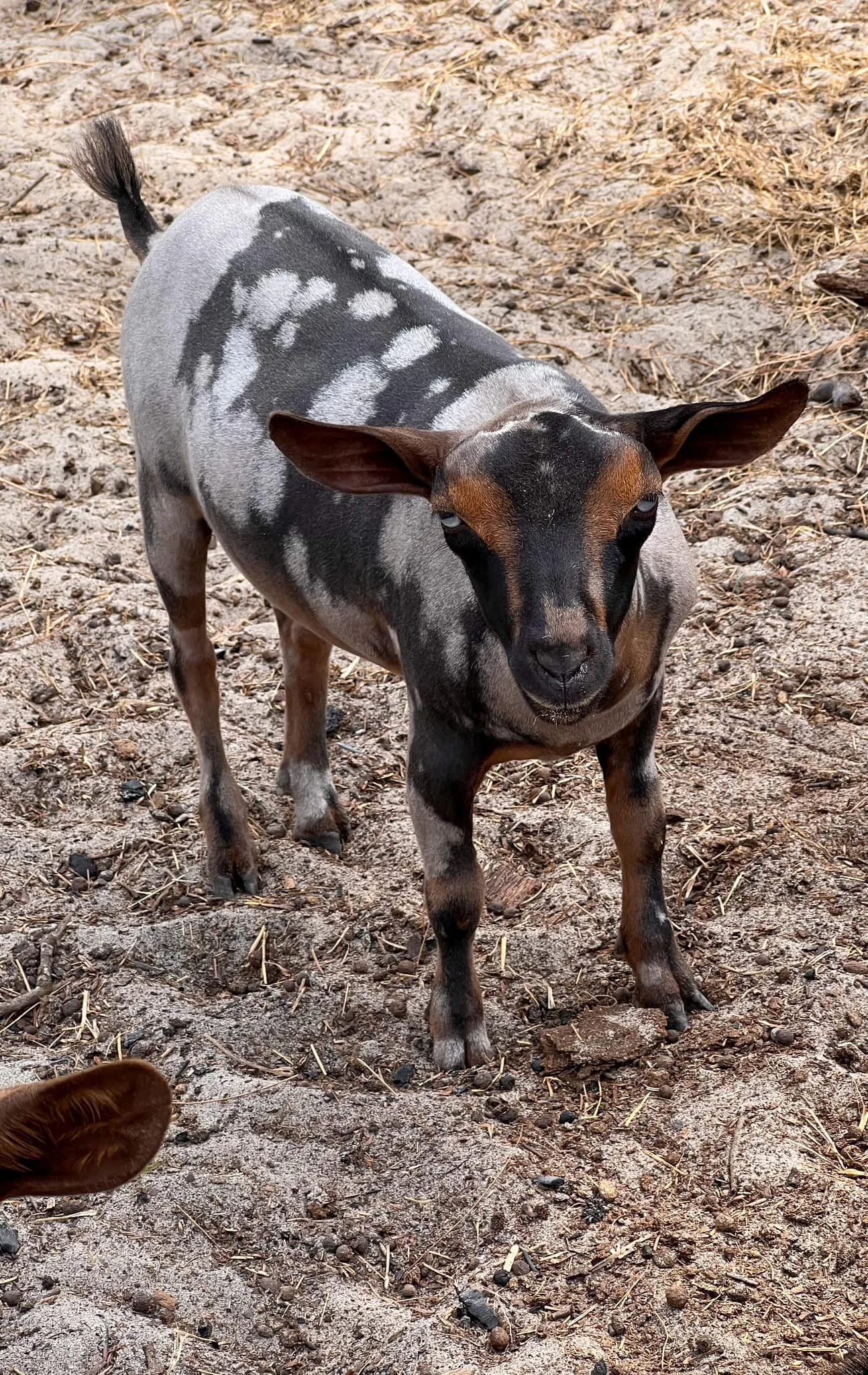 Sylphrena Jr photo credit Bridge Acres