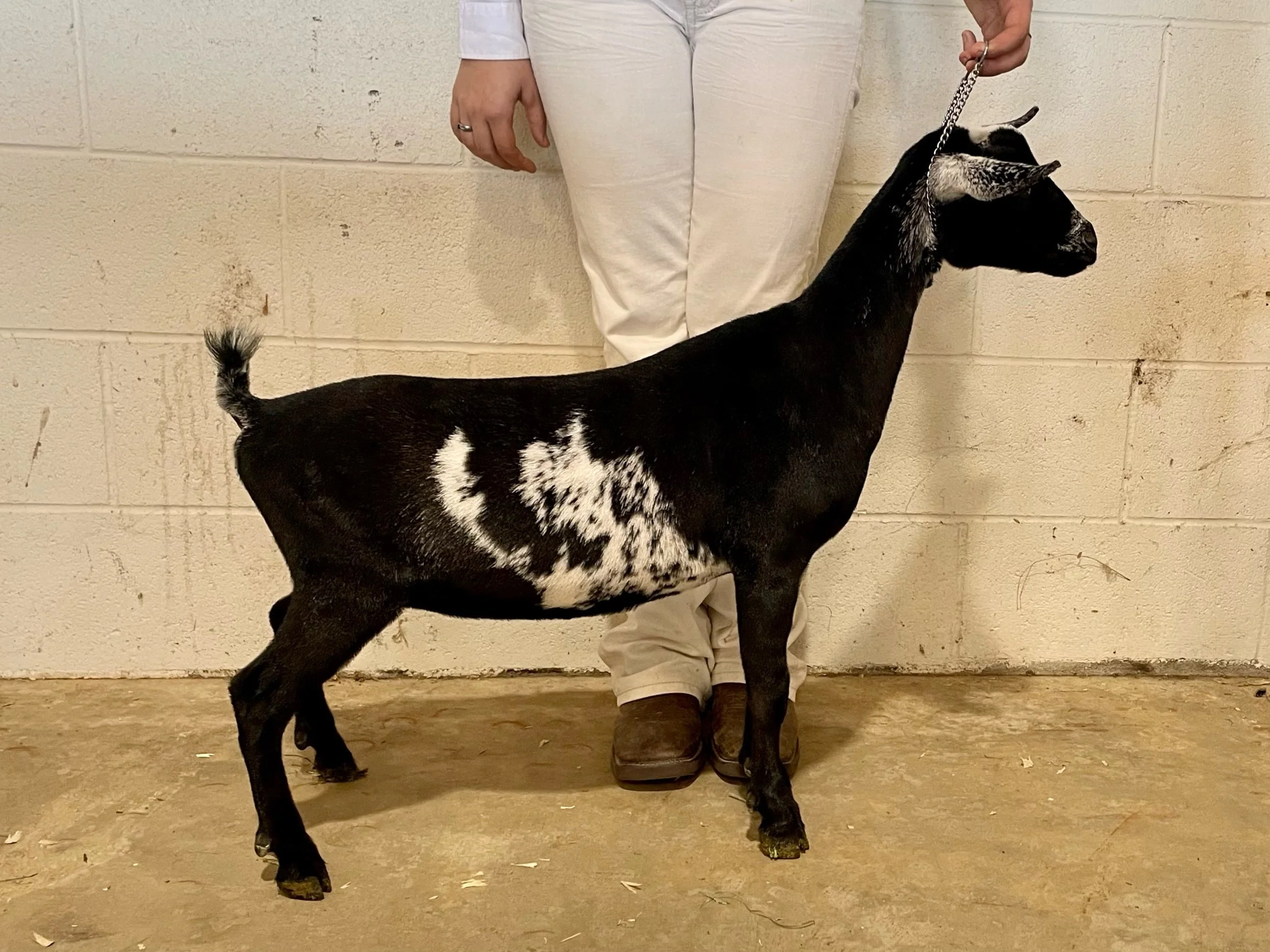 Inky as a jr photo credit to Winning Streak 