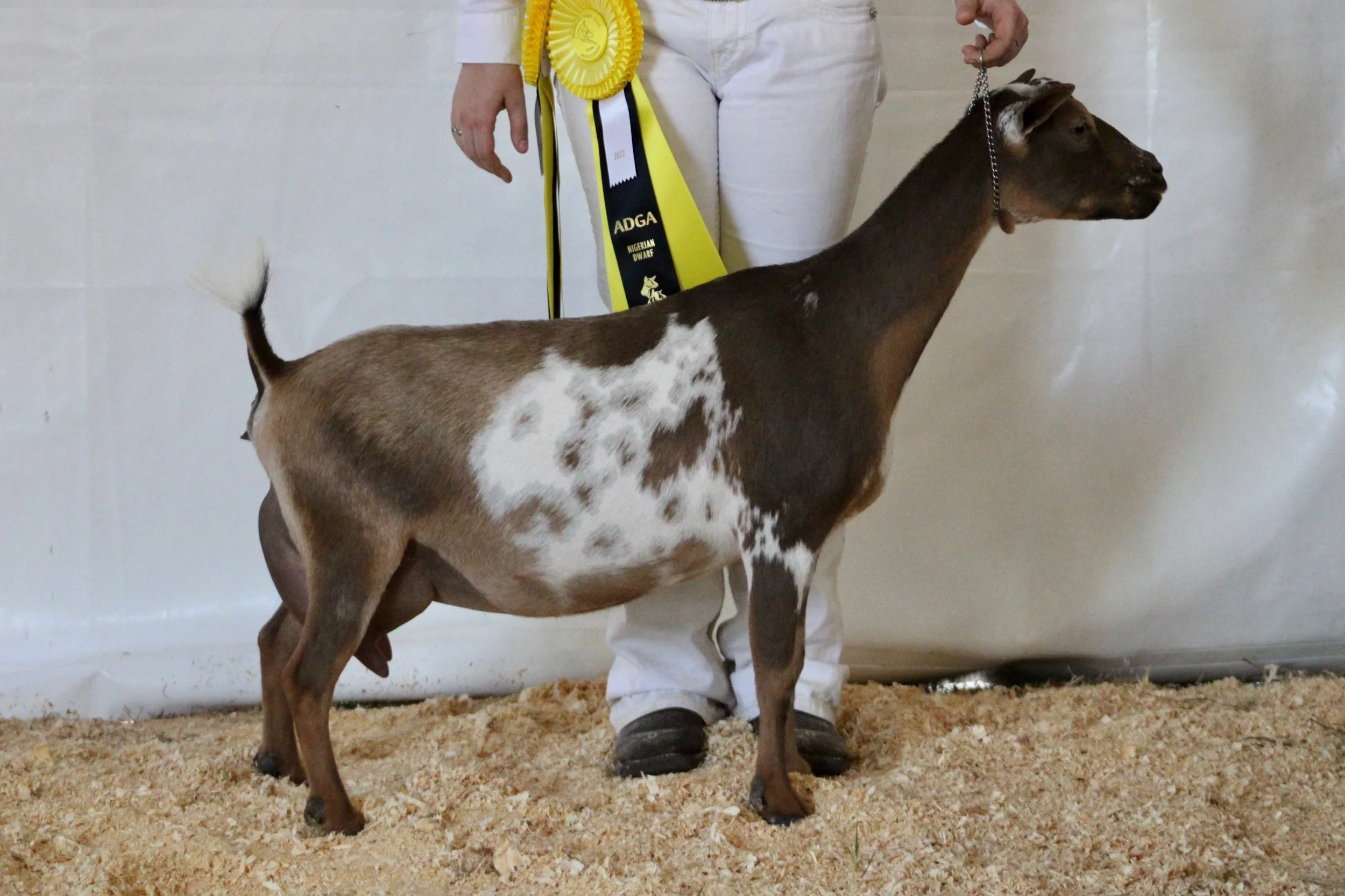 Littermate sister GCH Winning Streak EB Perfection 6*M EEVE 91 Photo credit to Winning Streak