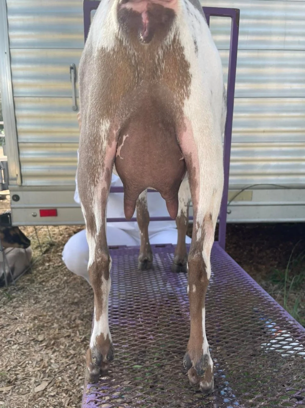 Dam Winning Streak EB Poison Ivy 7*M photo credit to Winning Streak