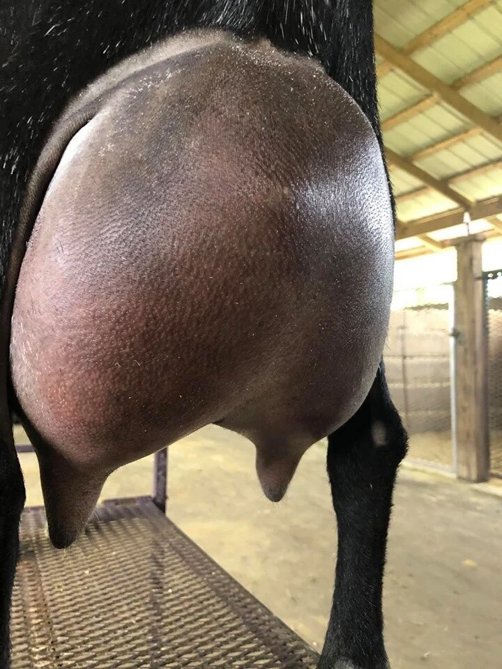 Dam GCH Winning Streak EOT Amazing 5*M EEEE 91 Photo credit to Winning Streak