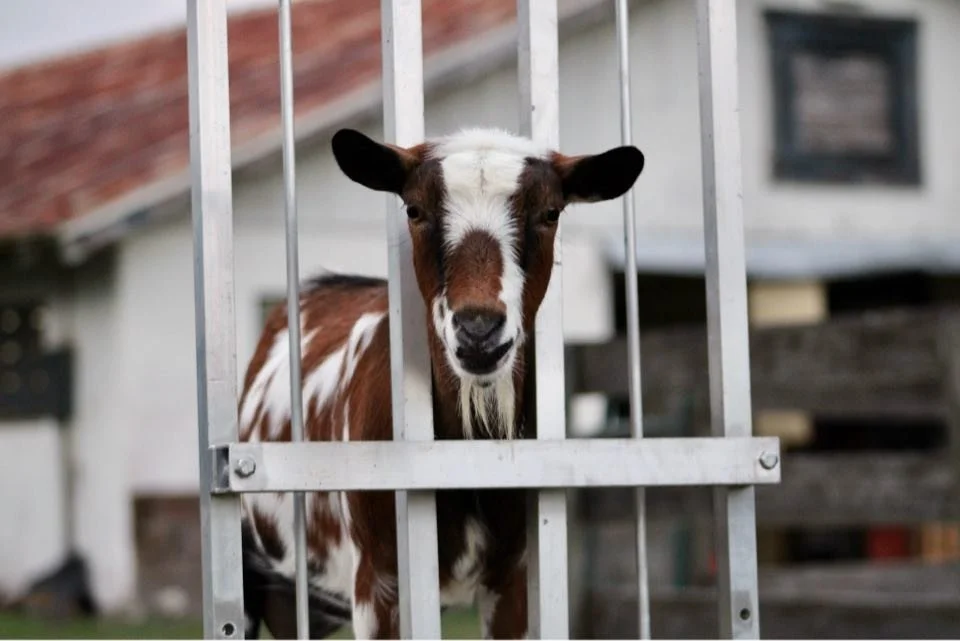 Baby Ruth photo credit Winning Streak
