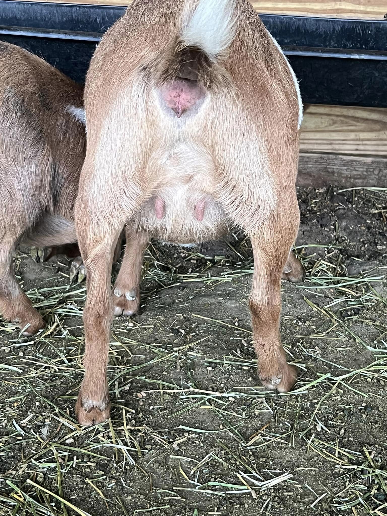 Frappe Jr escutcheon