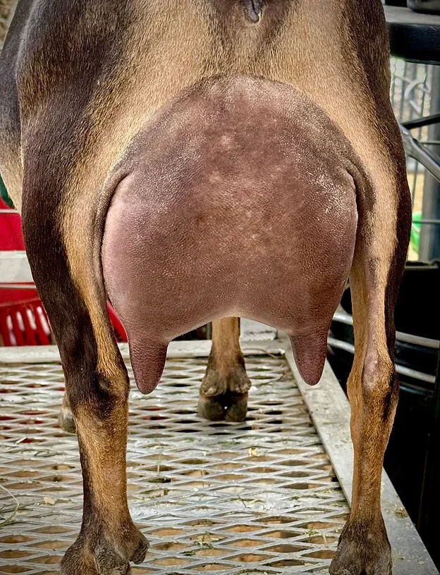 Dam Gotta B Kid N SweetGeorgaBrown Photo credit to Drewem