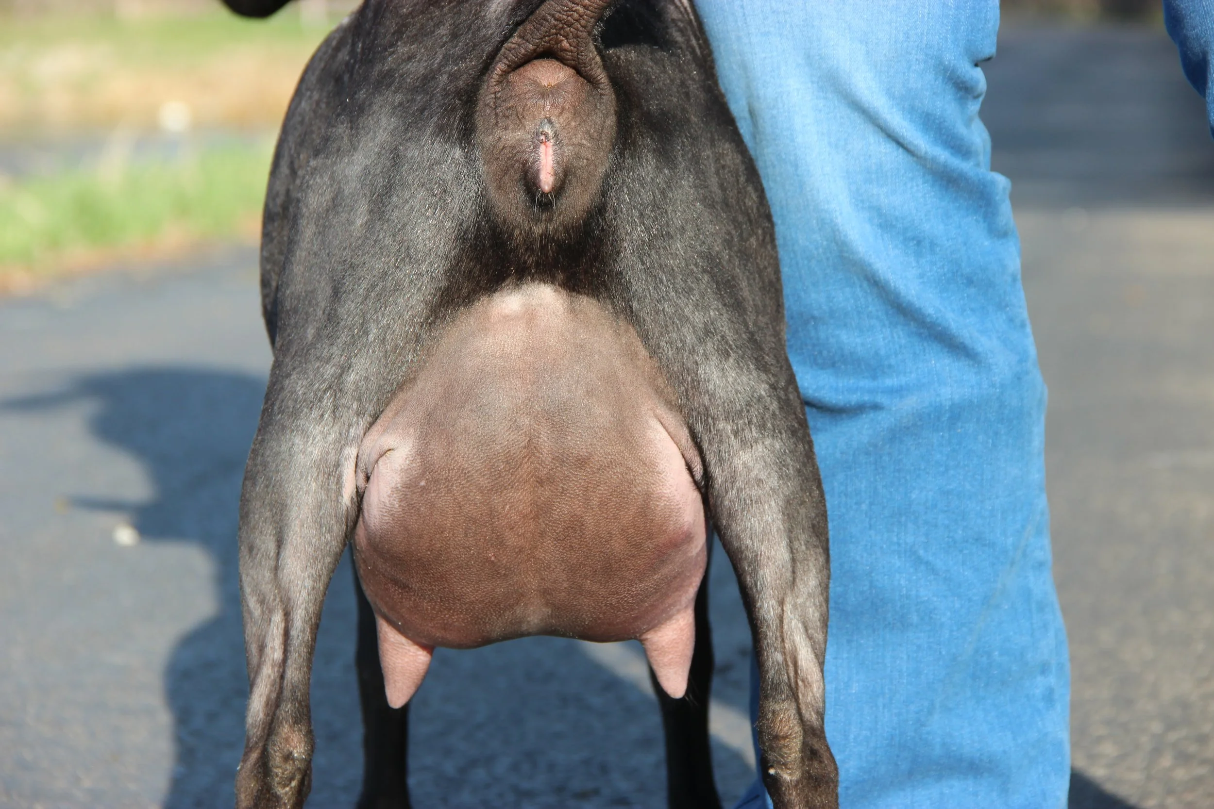 FF 12 days fresh show fill