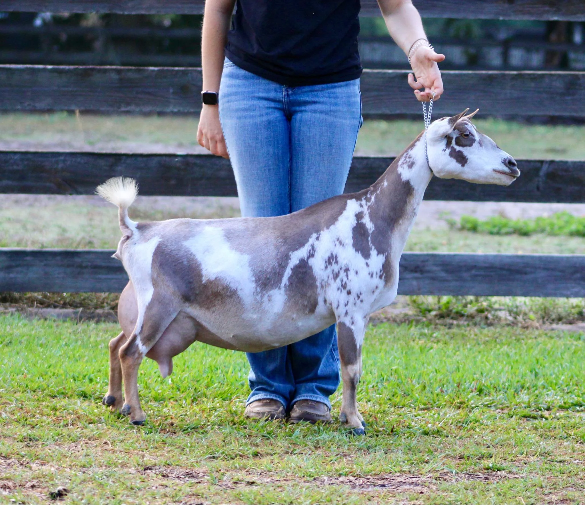 Maternal sister GCH Winning Streak CM Marvelous 6*M EEEE 92 Photo credit to Winning Streak