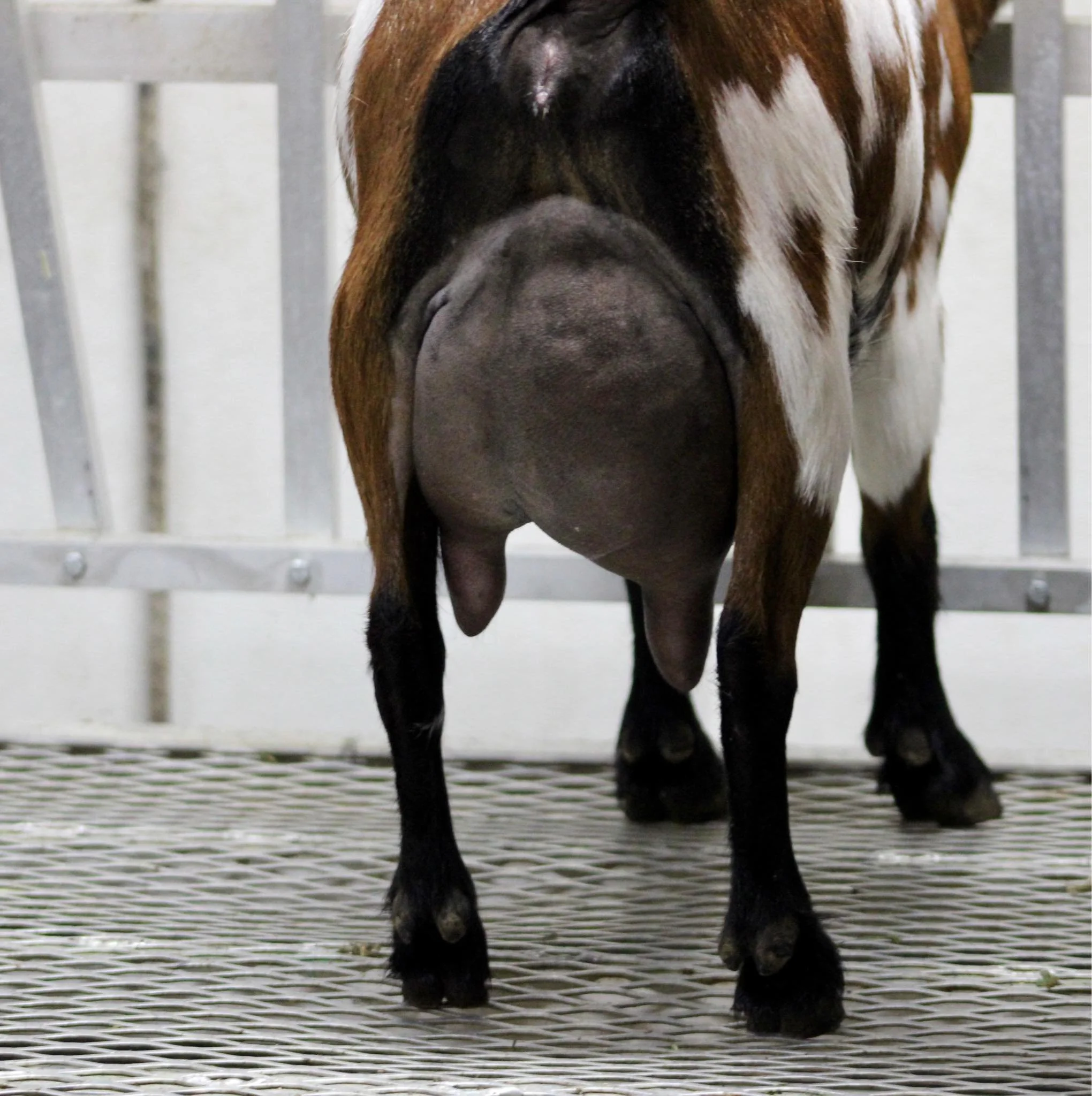 Baby Ruth FF photo credit Winning Streak