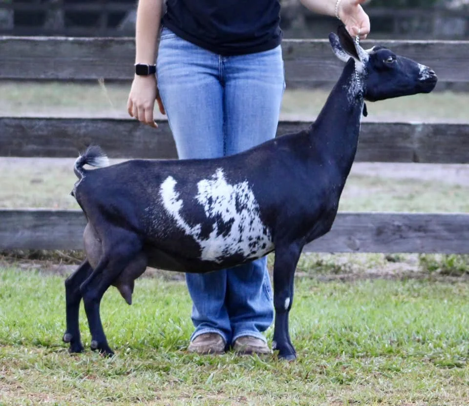 Inky as a FF photo credit to Winning Streak 