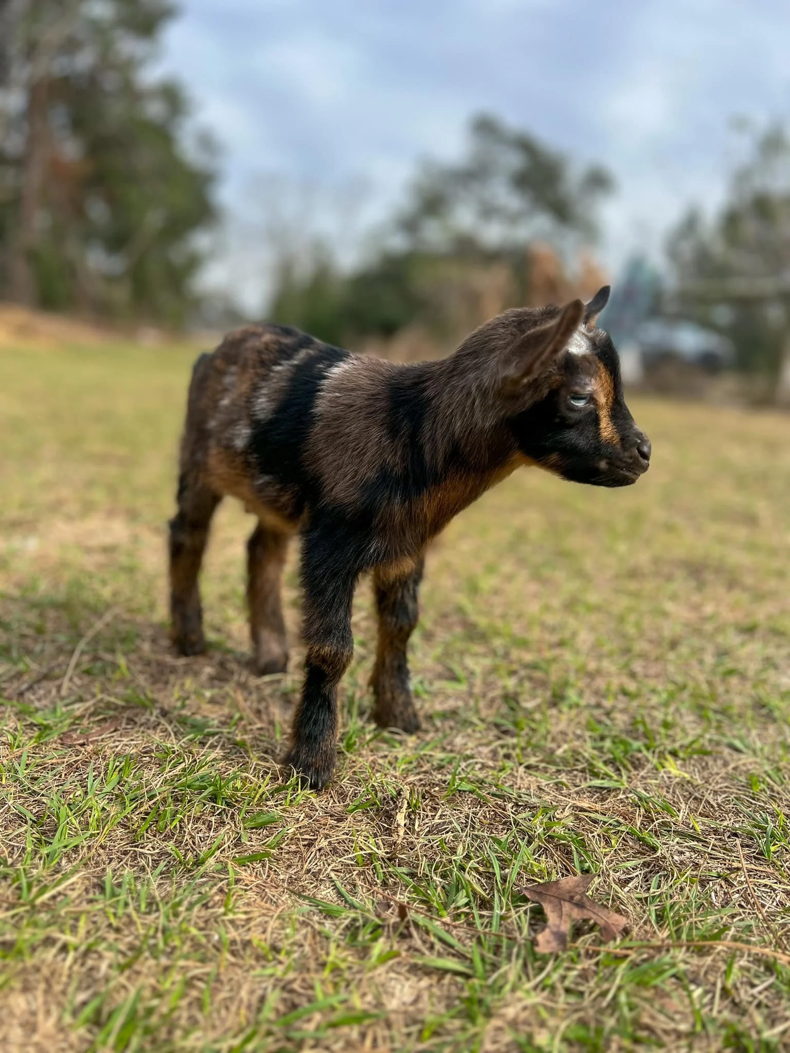 Sylphrena kid photo credit to Bridge Acres
