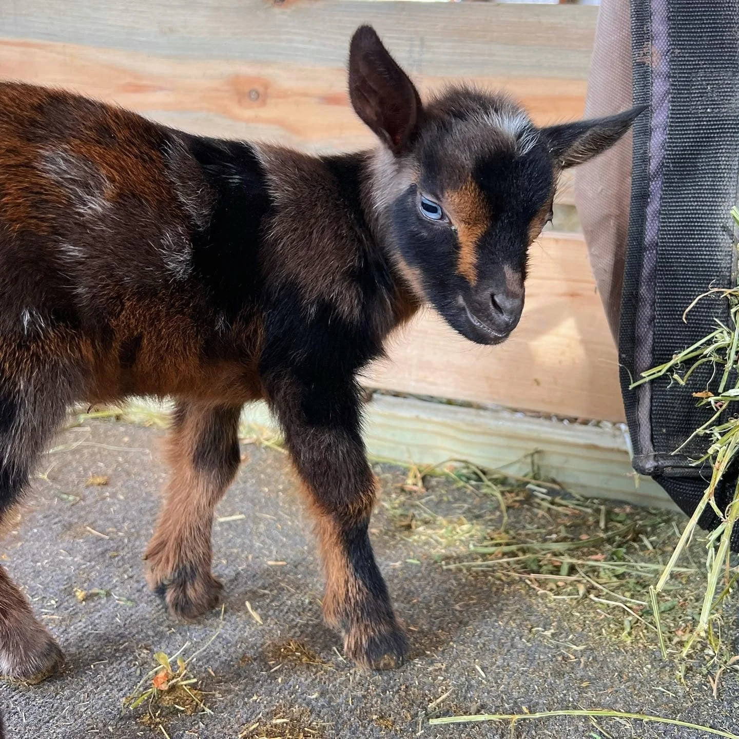 Sylphrena kid photo credit to Bridge Acres