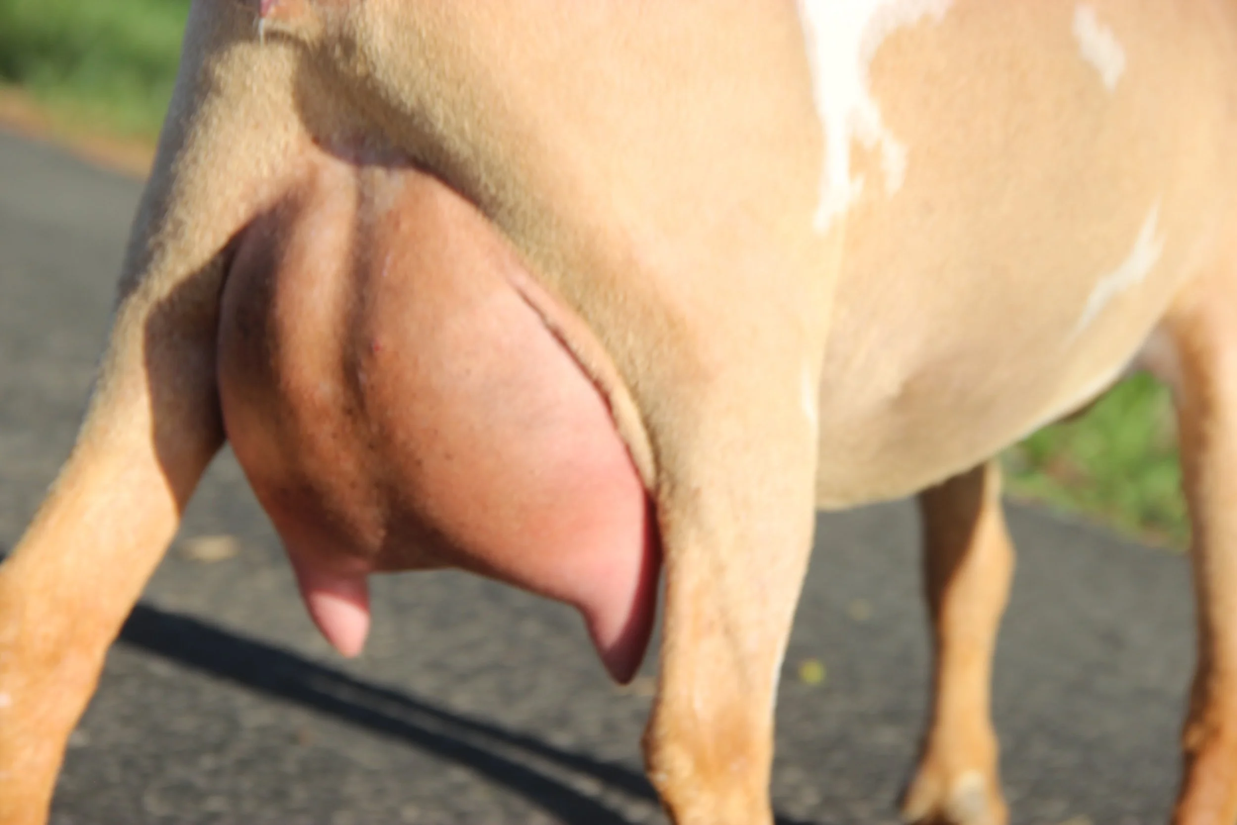 FF 10 days Fresh Show Fill