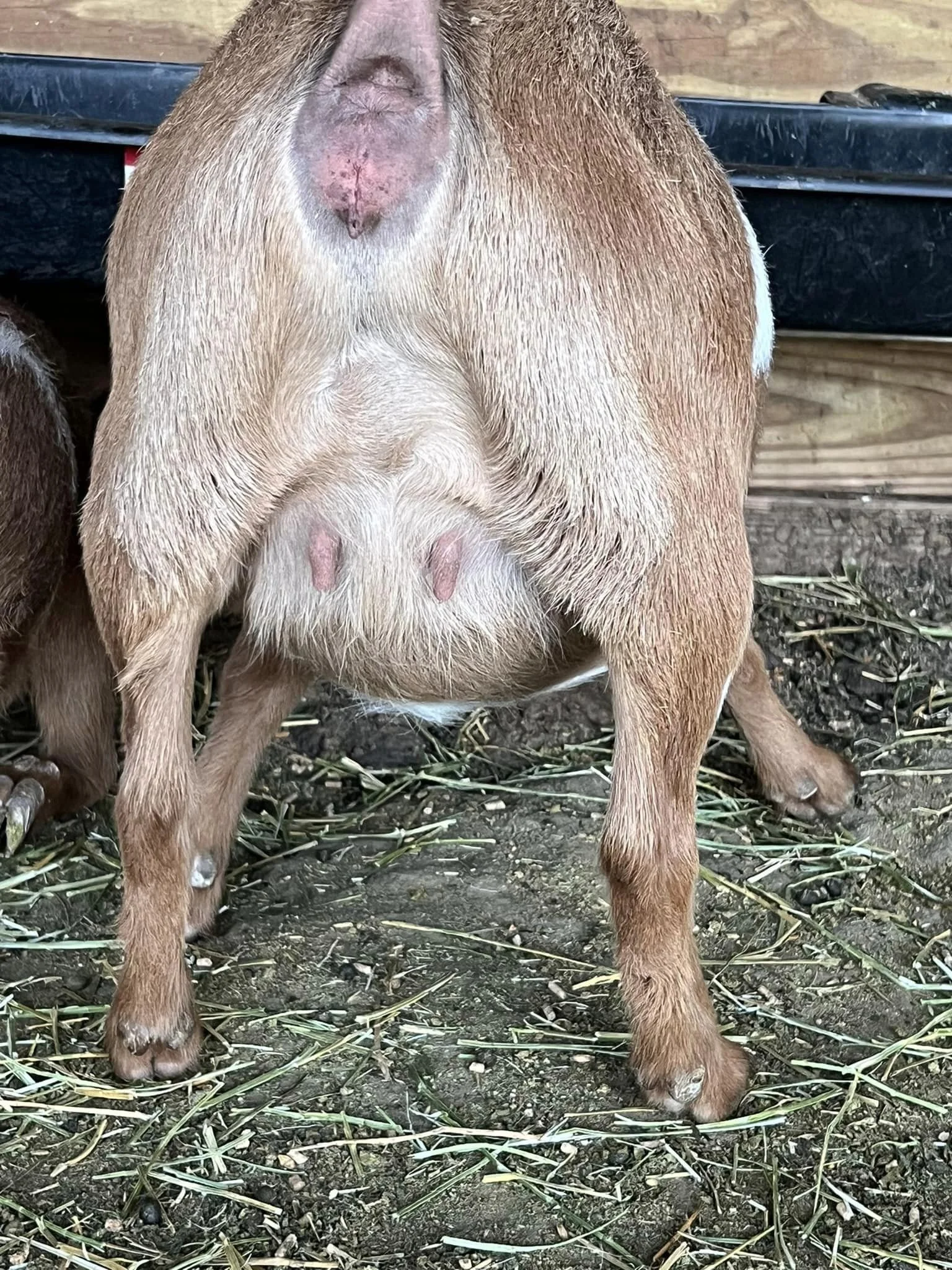 Frappe Jr escutcheon