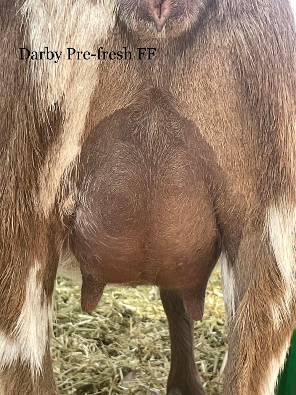 darby+ff+pre.jpg