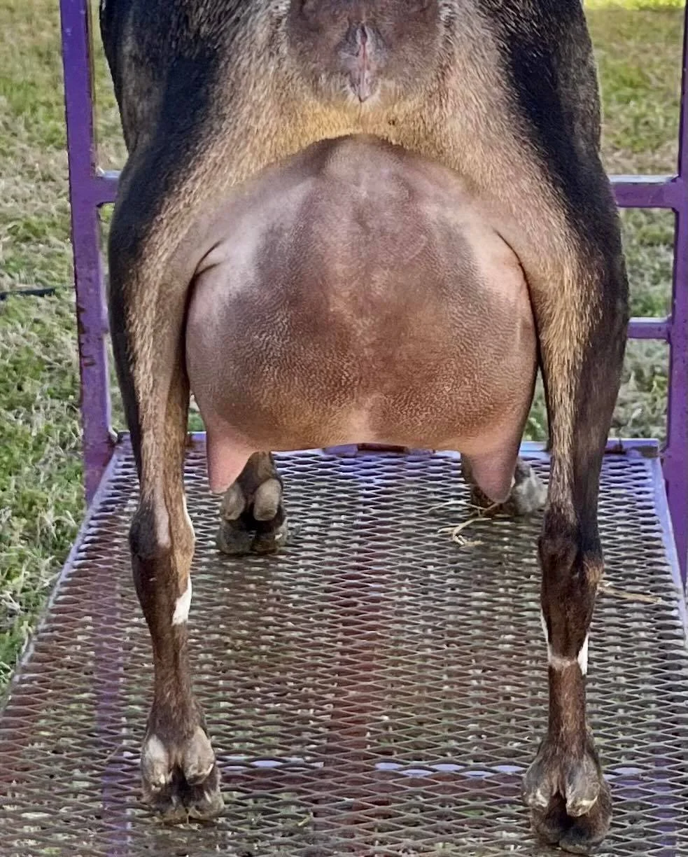 Littermate sister Winning Streak O Extraordinary photo credit to Winning Streak