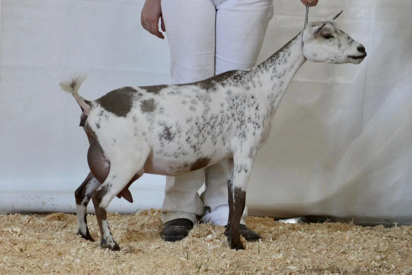 Dam Winning Streak EB Poison Ivy 7*M photo credit to Winning Streak