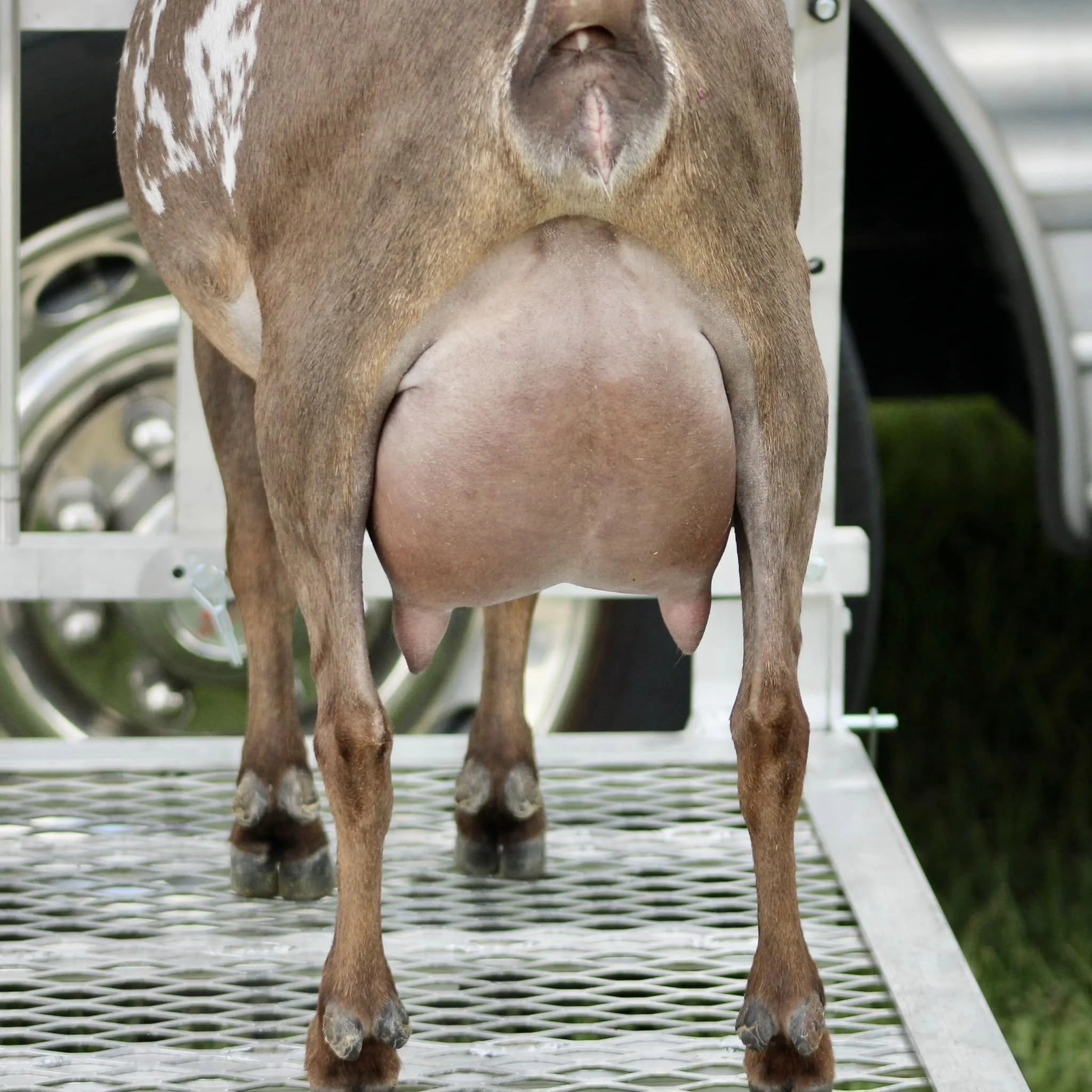 3/4 Sister Winning Streak O Ivy League Photo credit to Winning Streak