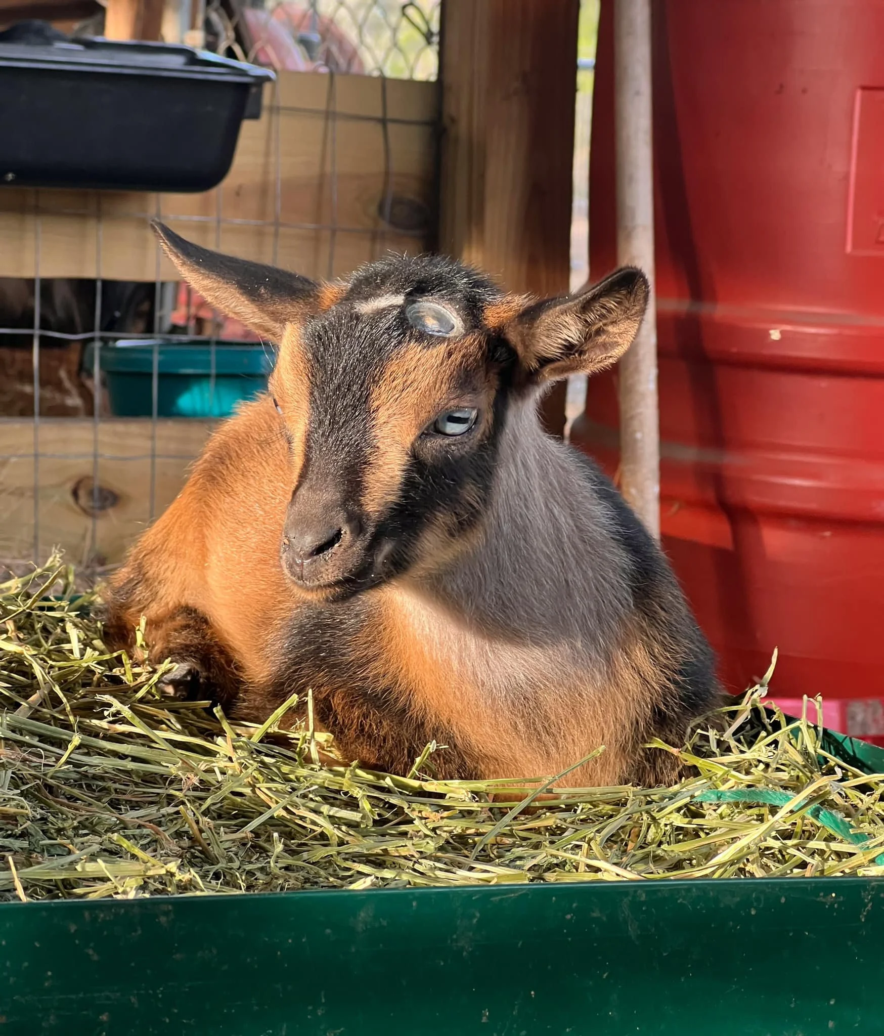 Sweet Tea kid photo credit to Bridge Acres