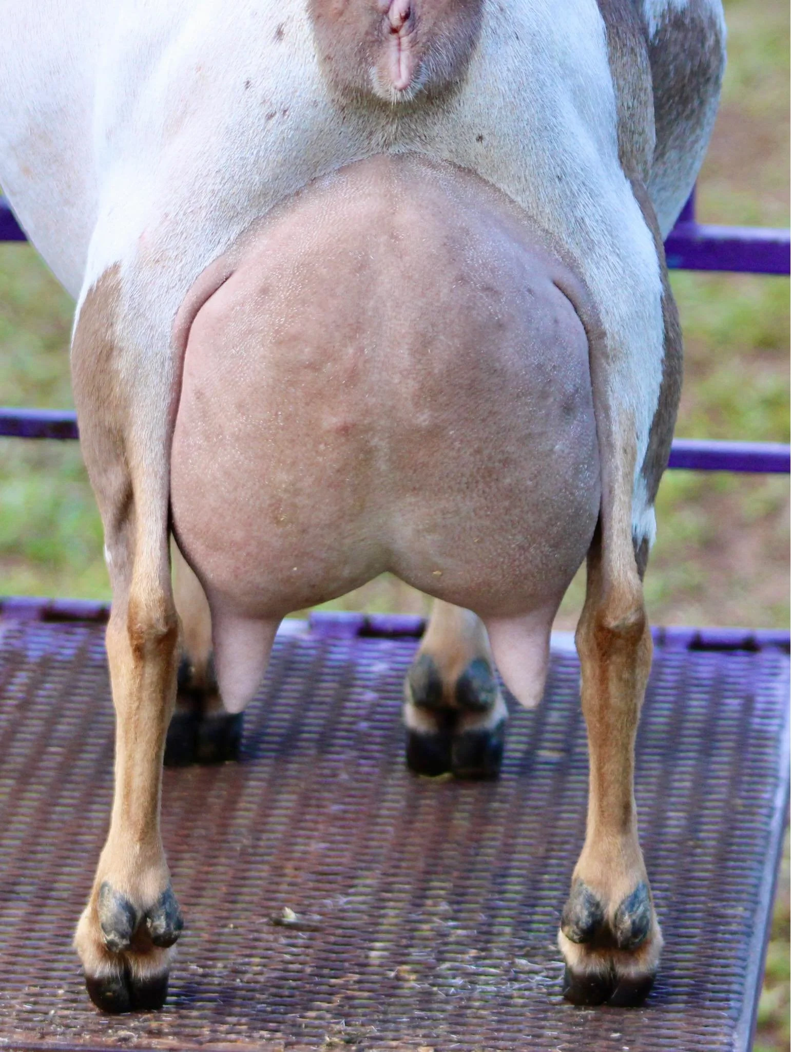 Maternal sister GCH Winning Streak CM Marvelous 6*M EEEE 92 Photo credit to Winning Streak