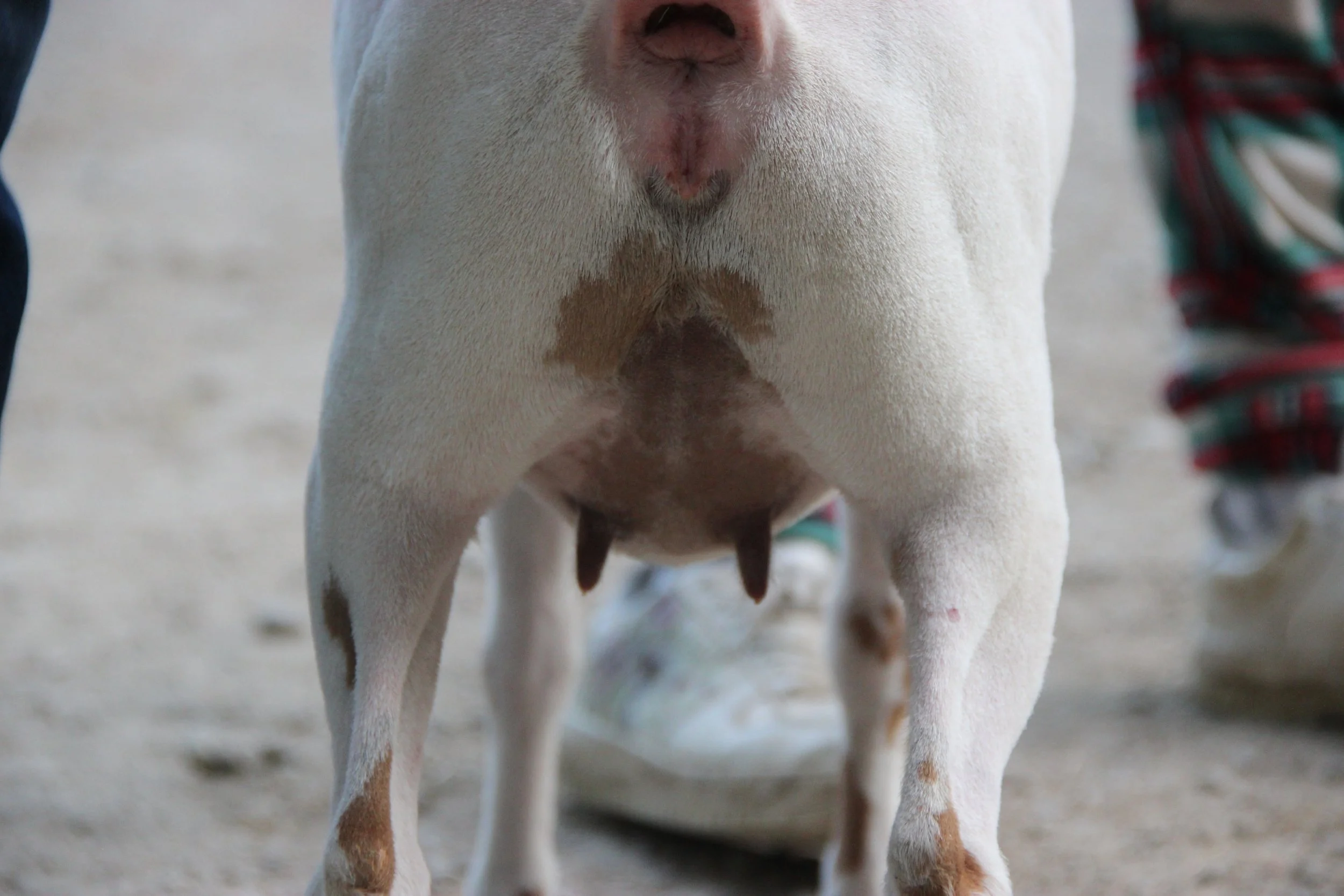 Daisy dry yearling escutcheon