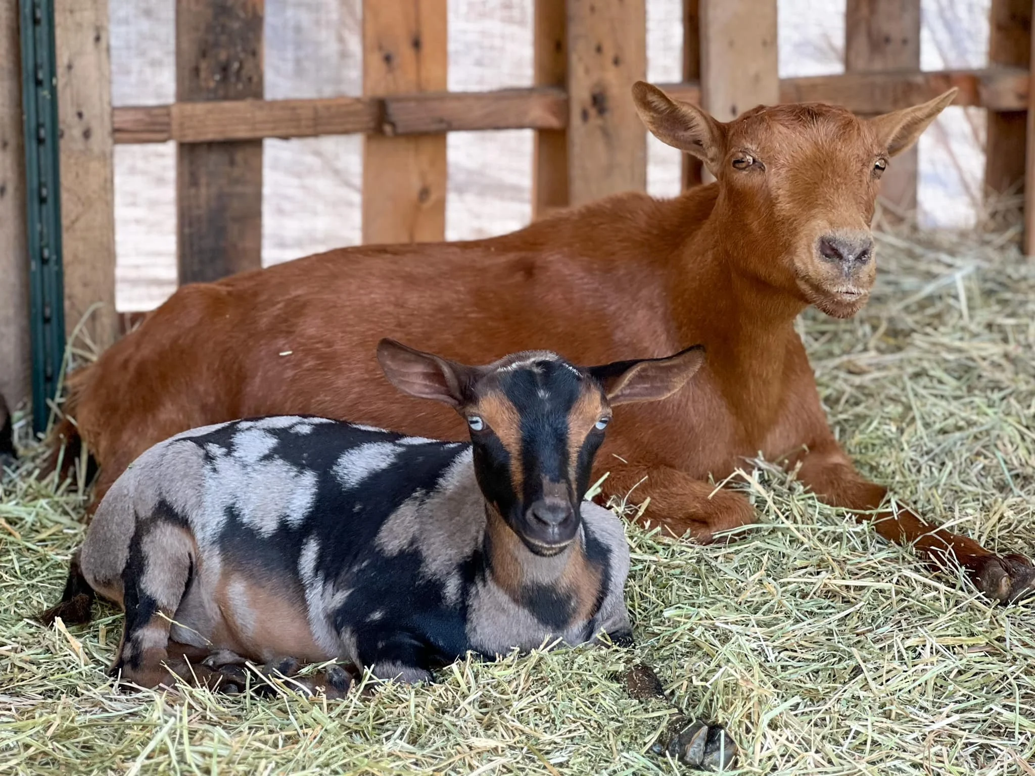 Sylphrena Jr photo credit to Bridge Acres