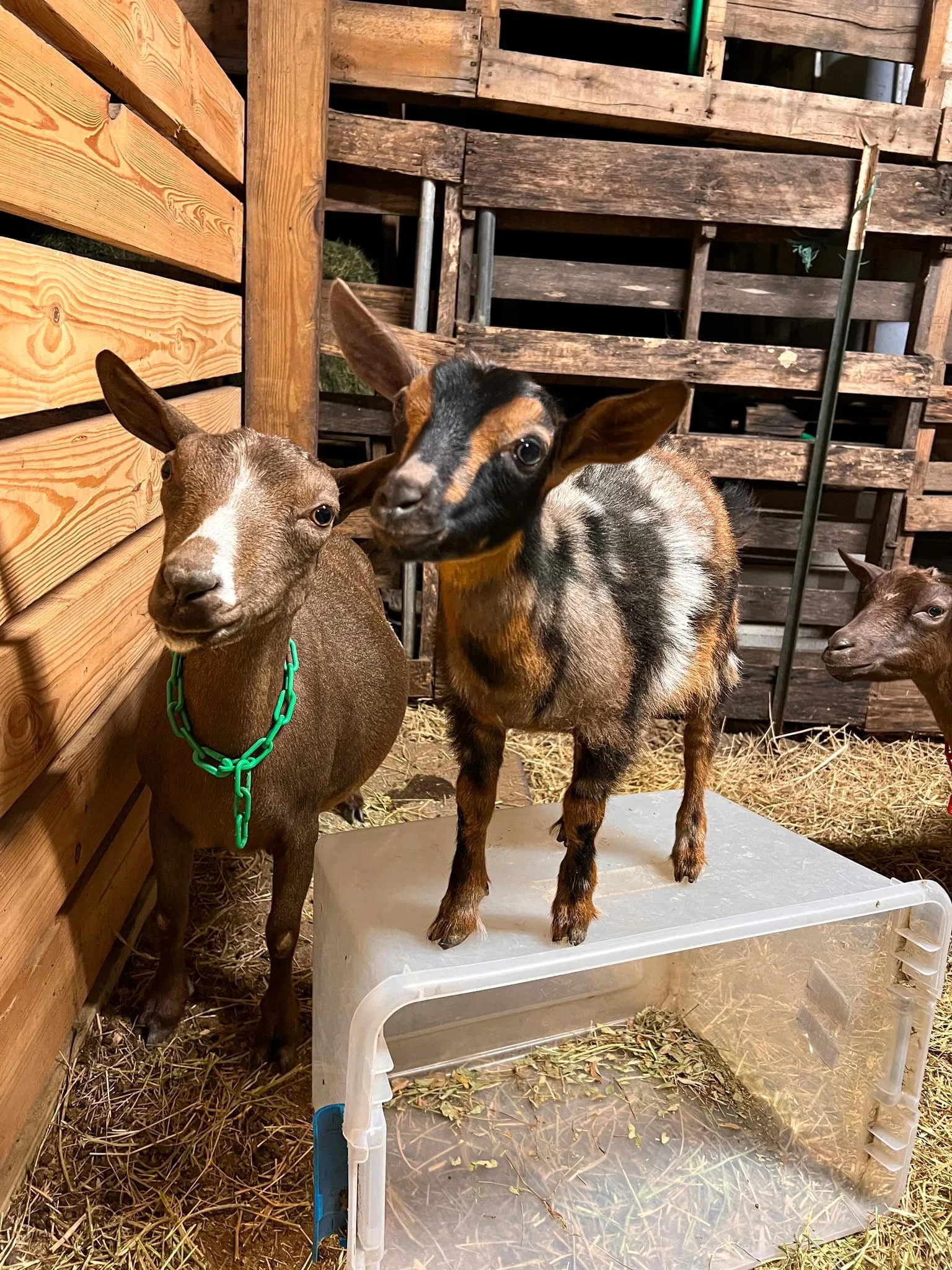 Sylphrena Jr photo credit Bridge Acres