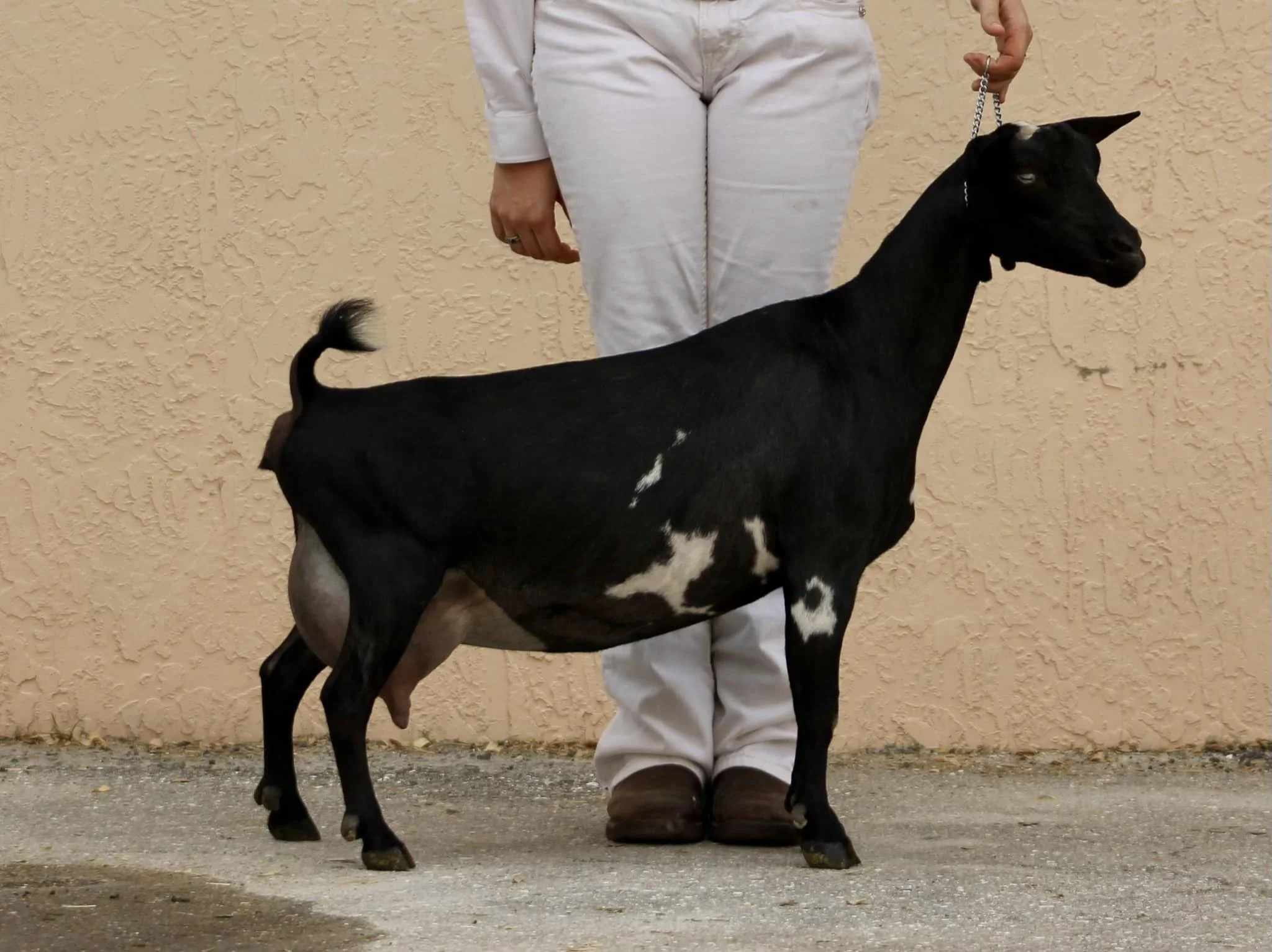 Full sister GCH Winning Streak EB Irresistible 6*M VVVE 88 Photo credit to Winning Streak