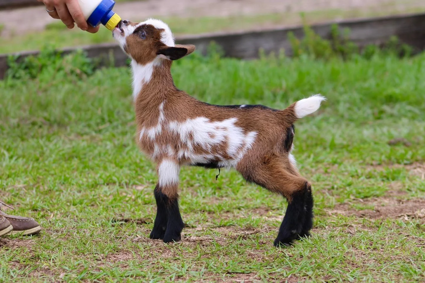 Baby Ruth kid photo credit to Winning Streak 