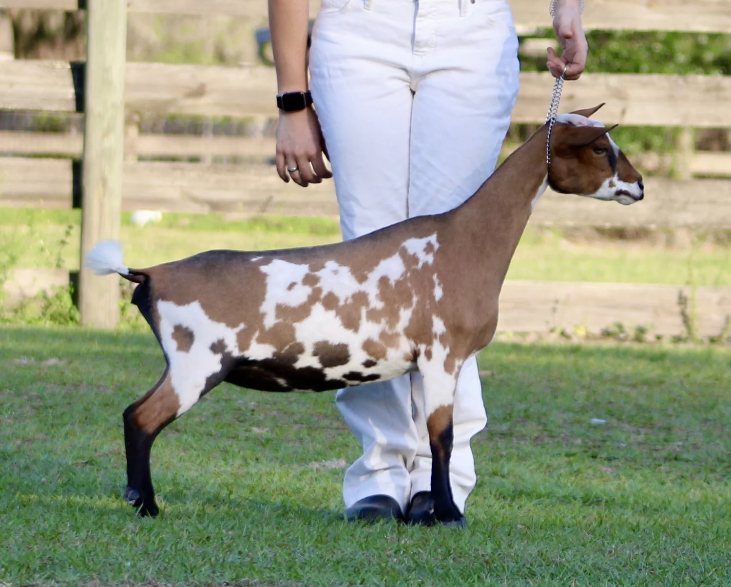 Baby Ruth Jr photo credit Winning Streak