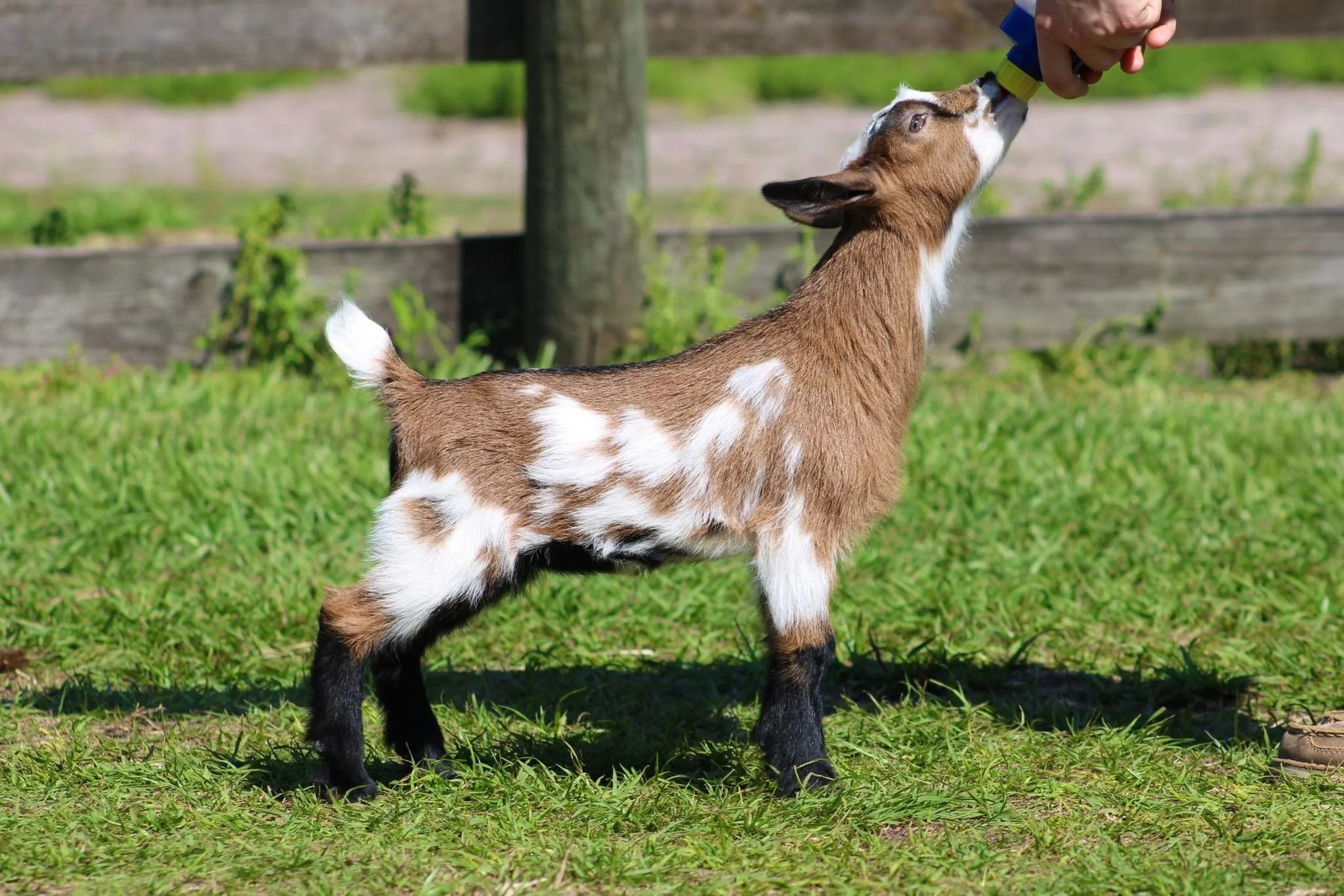 Baby Ruth kid photo credit to Winning Streak 
