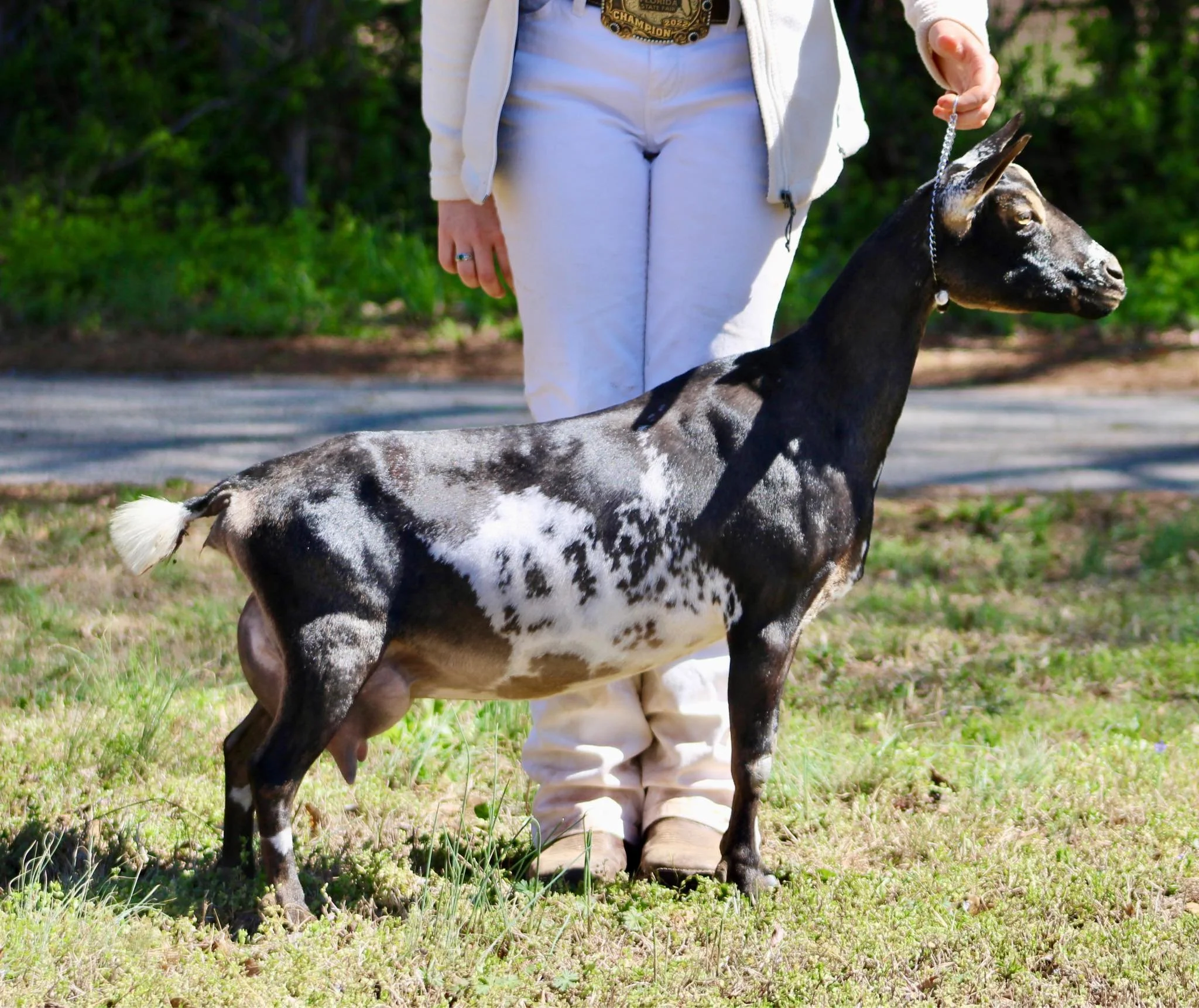 Maternal sister Winning Streak O Extraordinary VVVV 86 Photo credit to Winning Streak