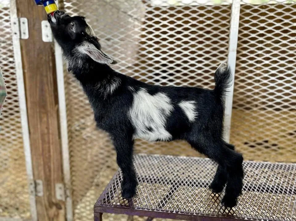 Inky as a kid photo credit to Winning Streak 