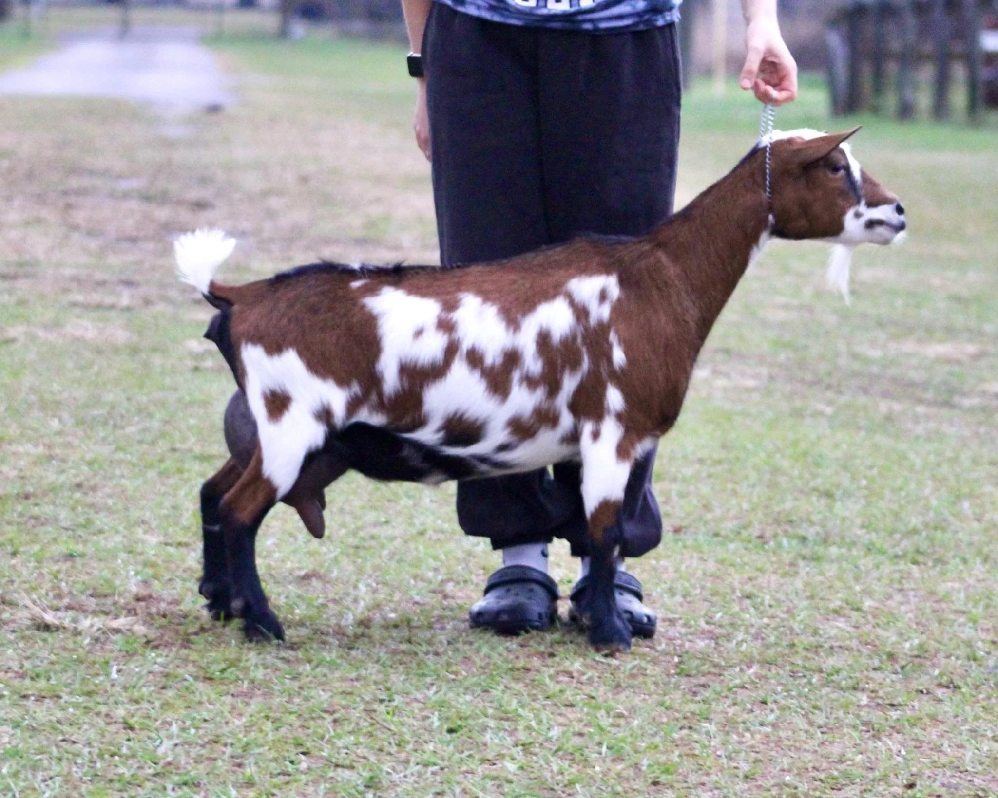 Baby Ruth FF photo credit Winning Streak 